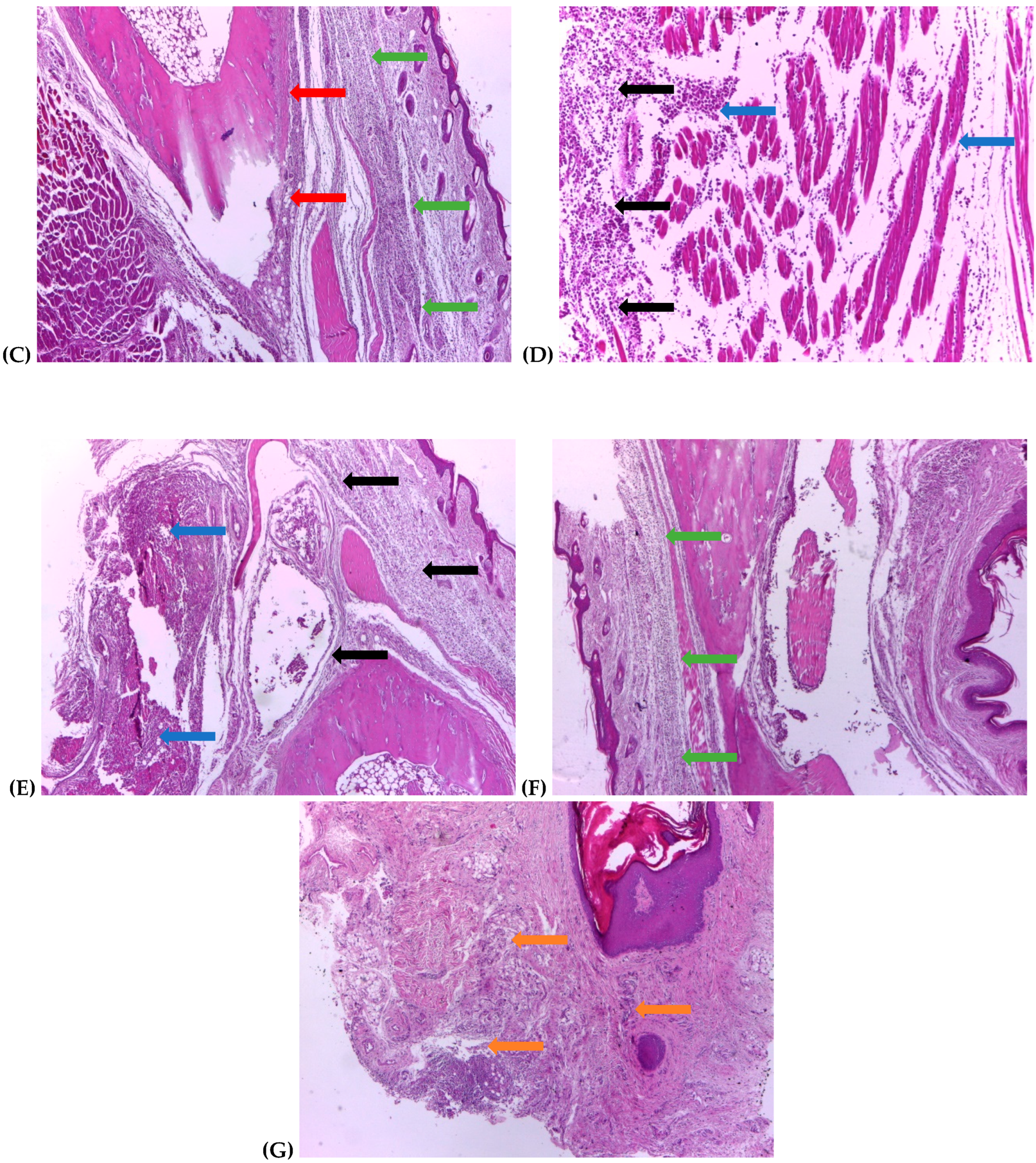 Ijms 25 01781 g006b Ijms 25 01781 g006b