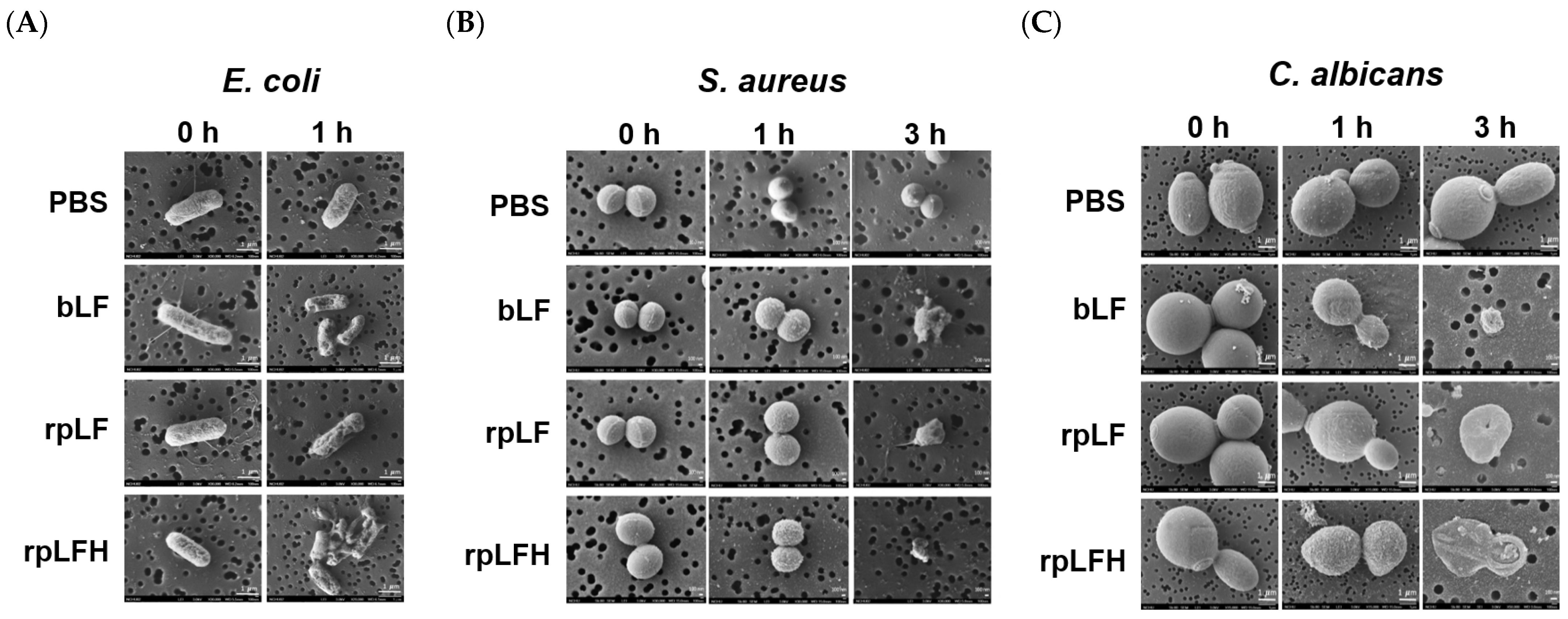 Ijms 25 01818 g005