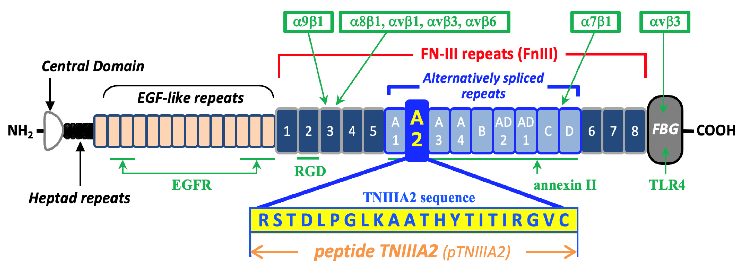 Ijms 25 01825 g001 Ijms 25 01825 g001