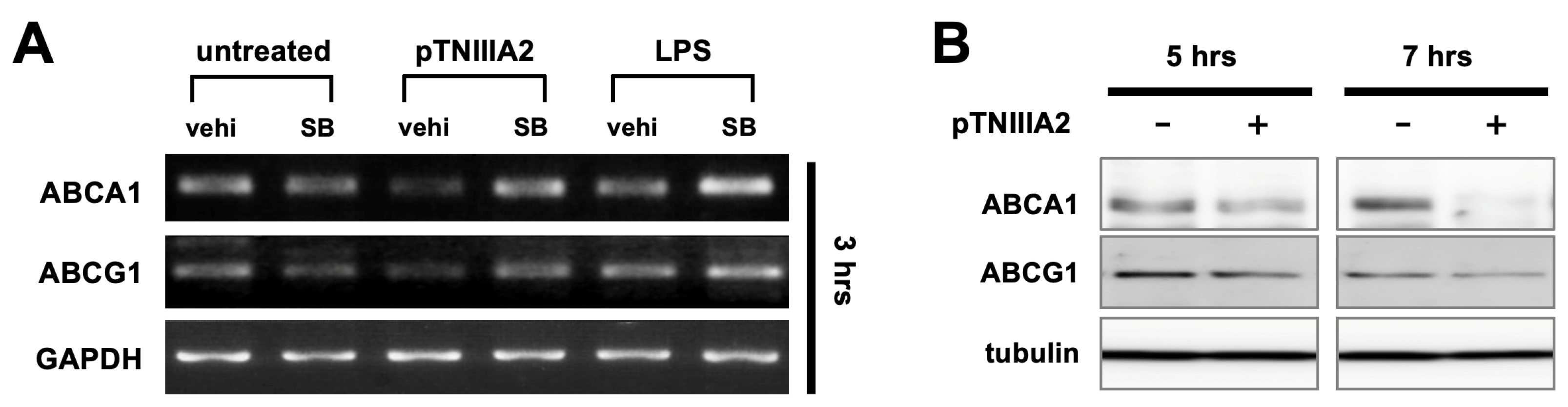 Ijms 25 01825 g004 Ijms 25 01825 g004