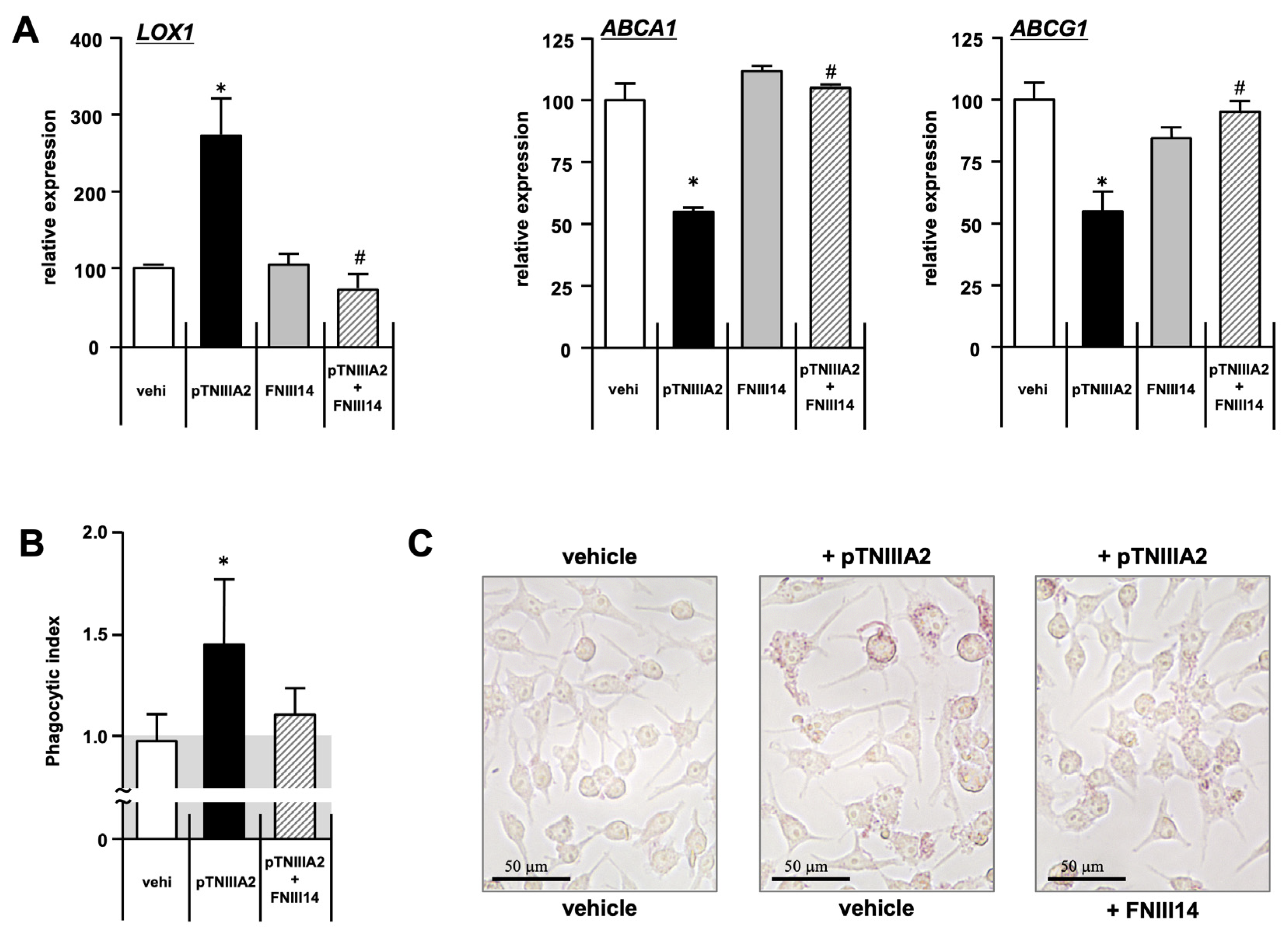 Ijms 25 01825 g006 Ijms 25 01825 g006
