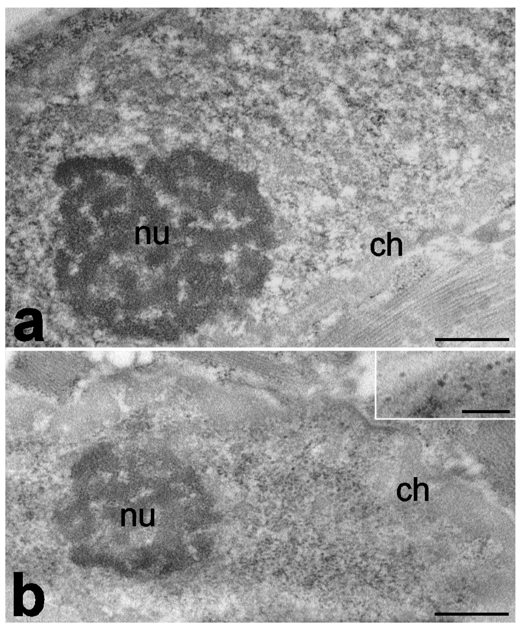 Ijms 25 01833 g001 Ijms 25 01833 g001