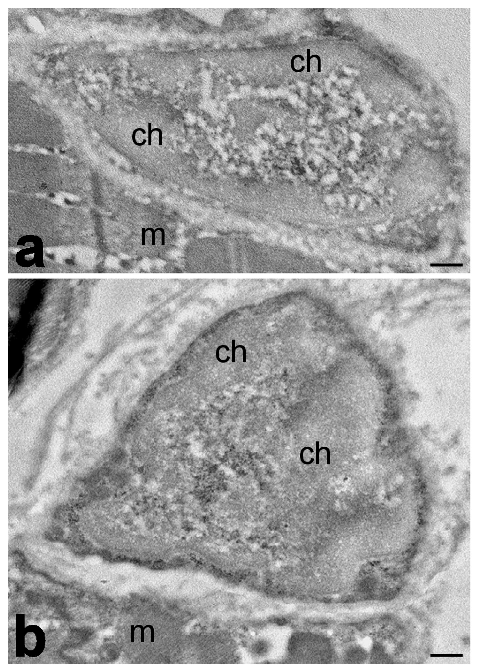 Ijms 25 01833 g003 Ijms 25 01833 g003