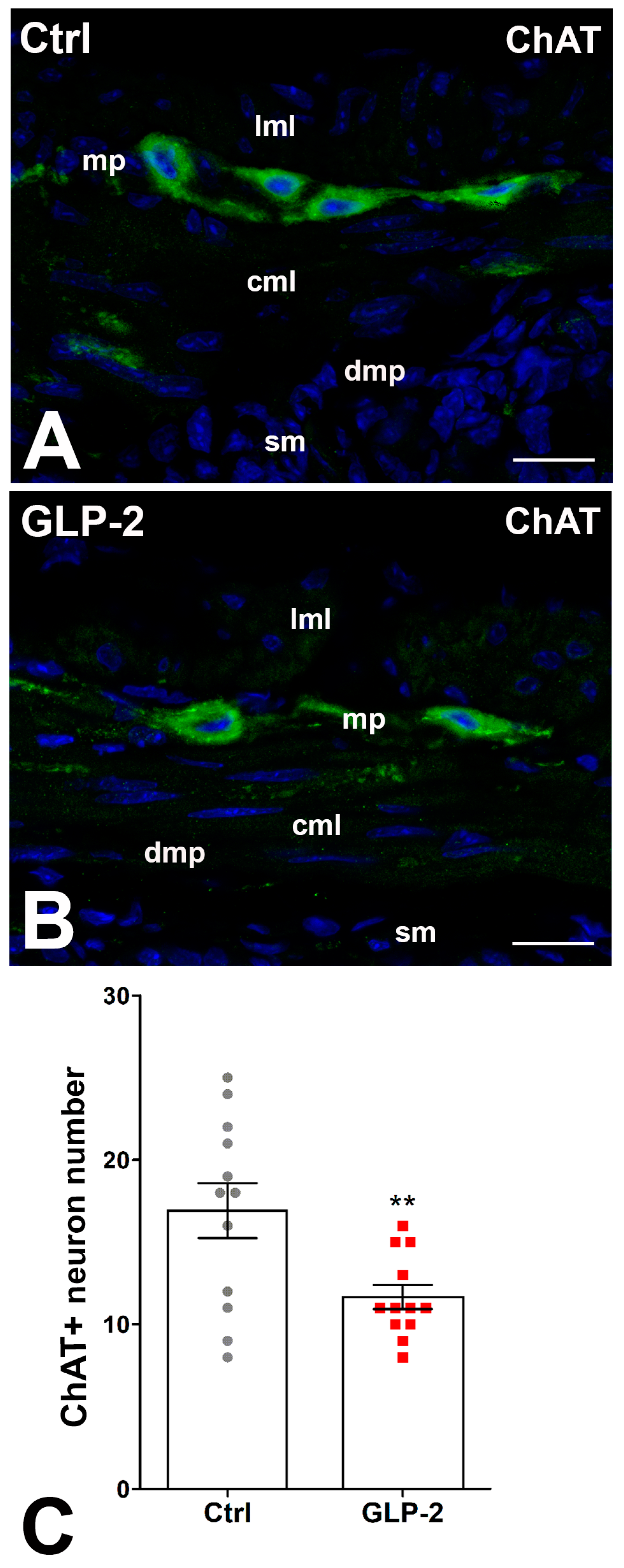 Ijms 25 01855 g004 Ijms 25 01855 g004