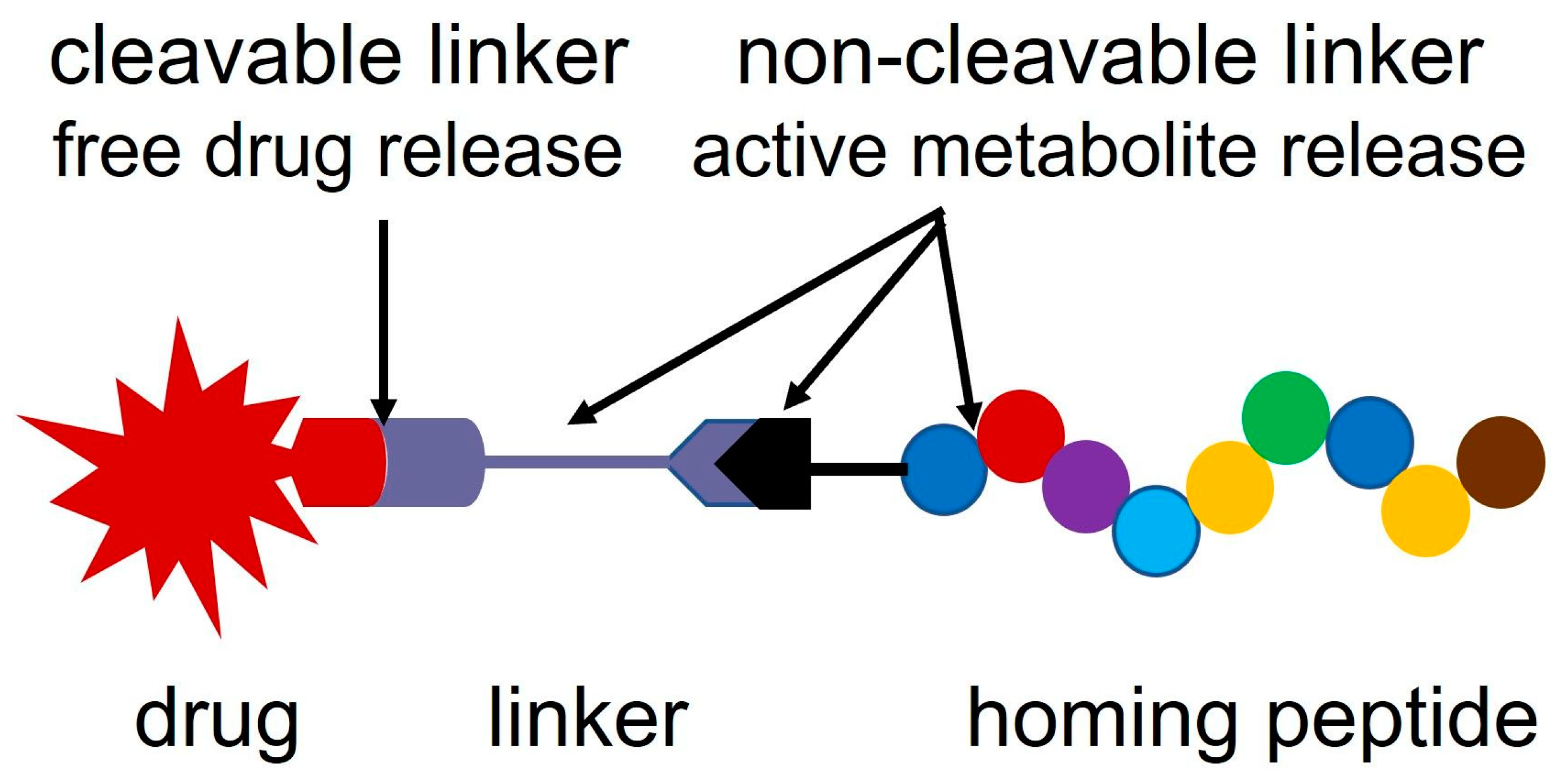 IJMS Free Full Text Oxime Linked Peptide Daunomycin Conjugates