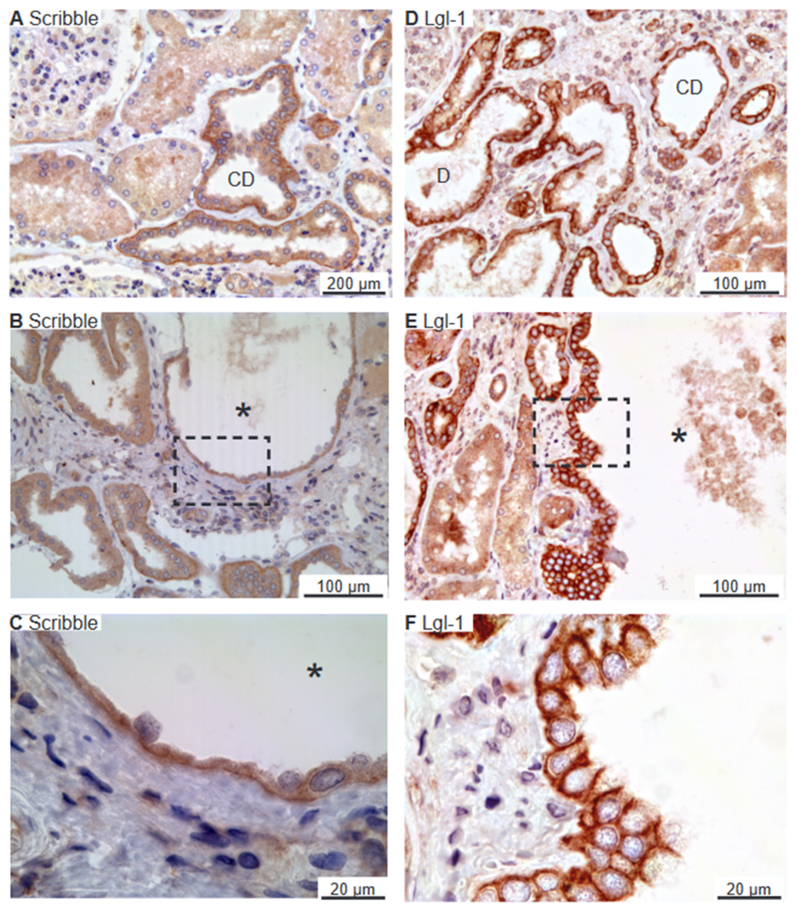 Ijms 25 01904 g005 Ijms 25 01904 g005