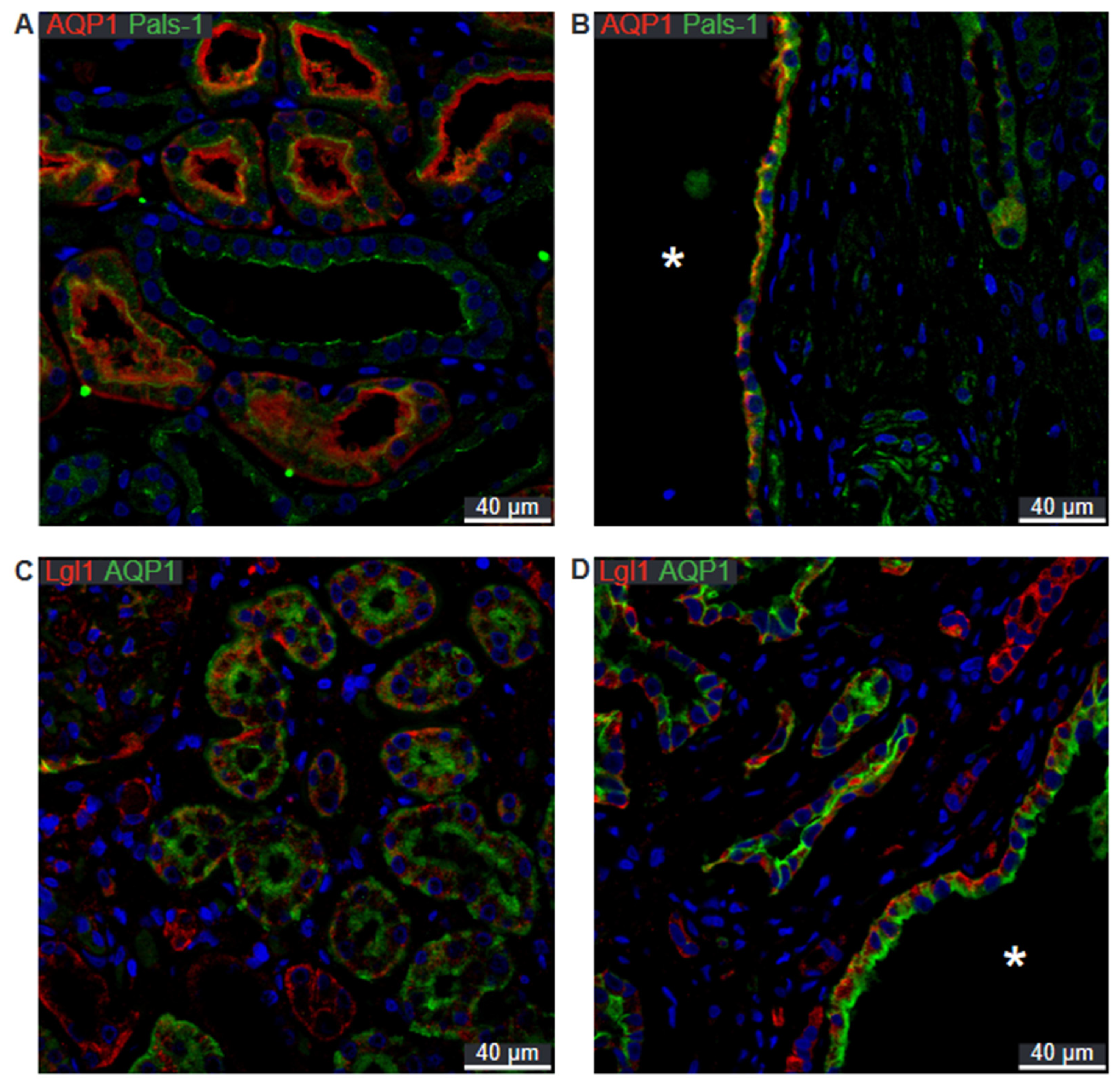 Ijms 25 01904 g008 Ijms 25 01904 g008