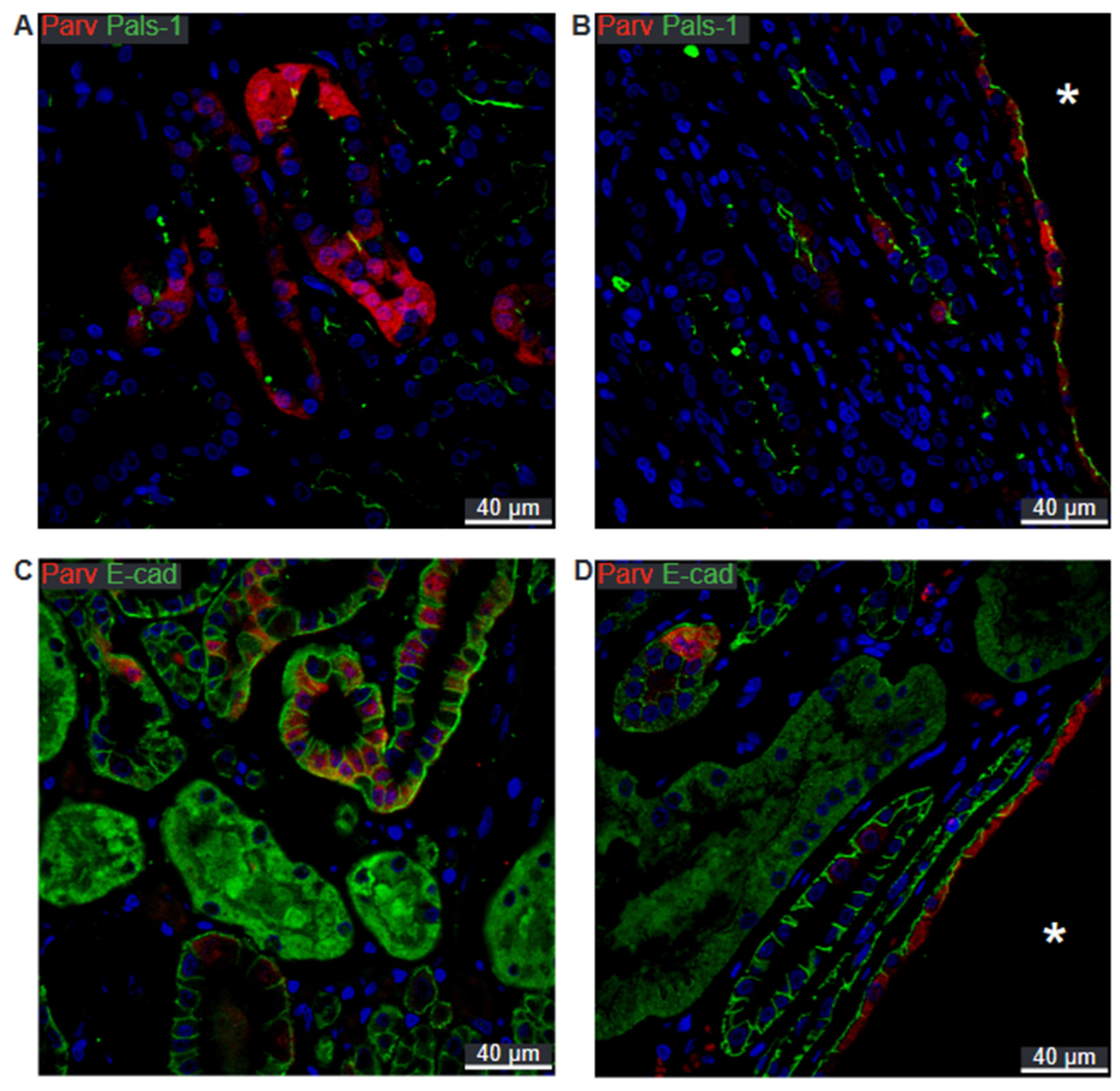 Ijms 25 01904 g010 Ijms 25 01904 g010