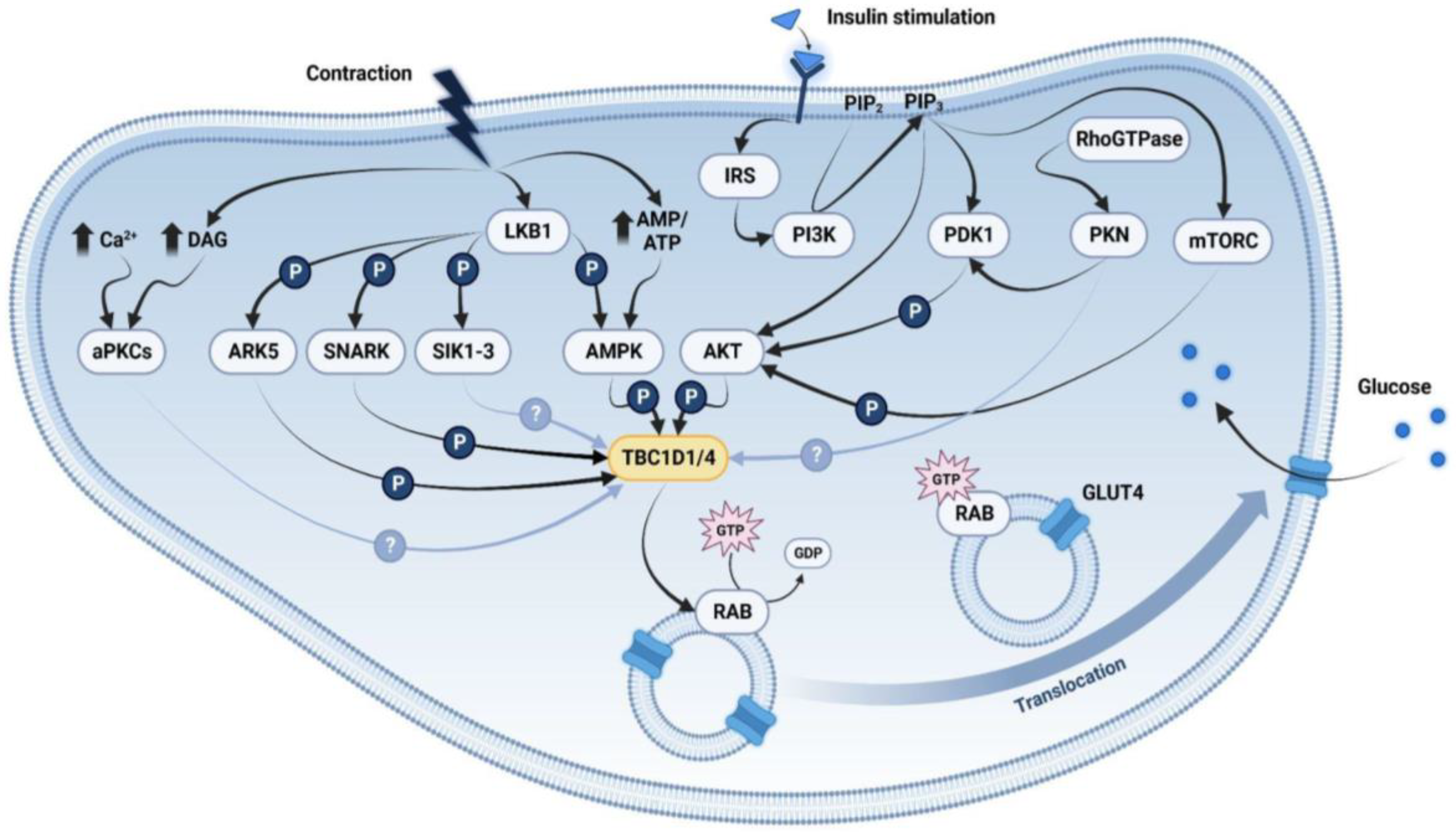 Ijms 25 01910 g001 Ijms 25 01910 g001