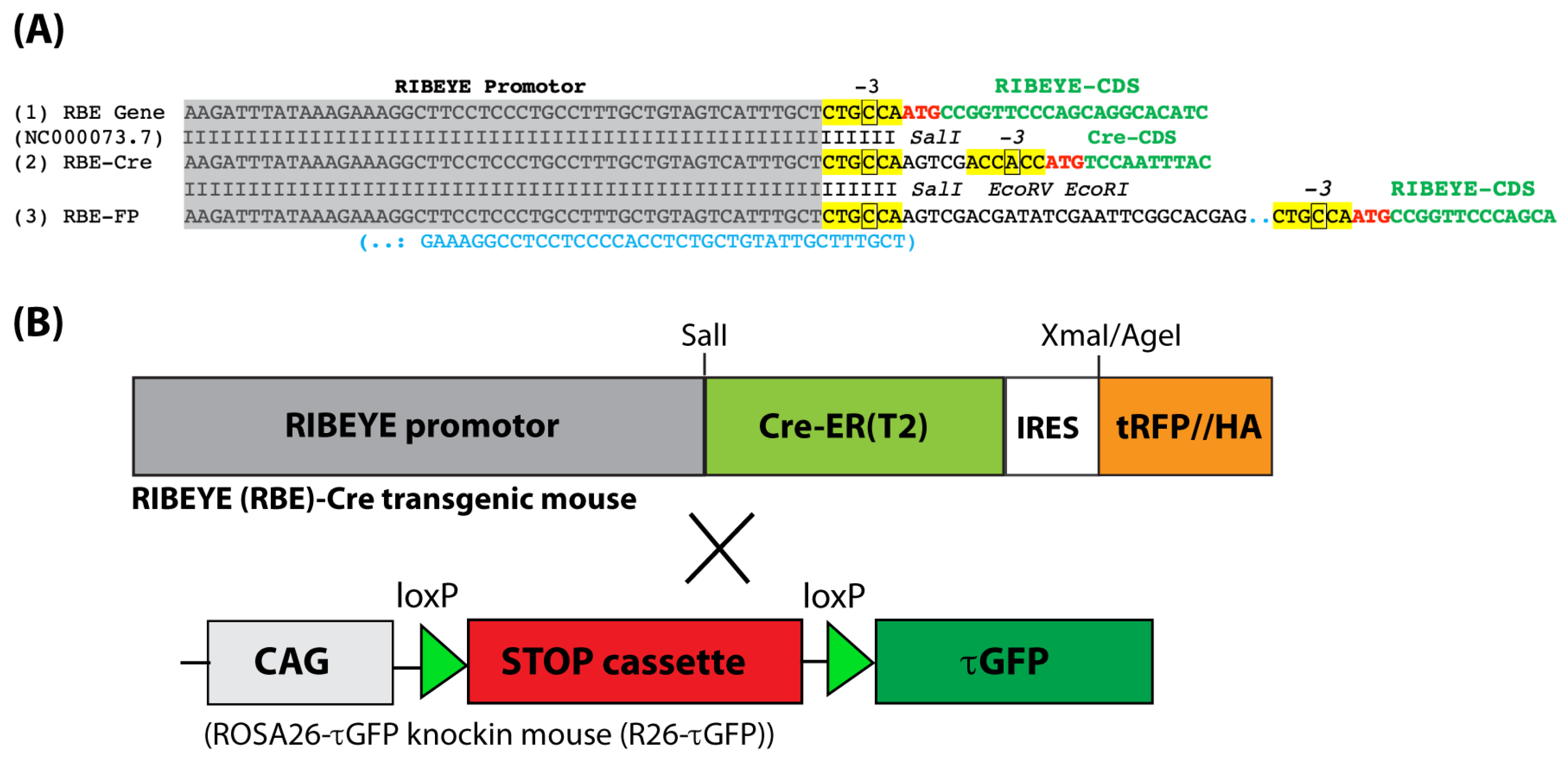 IJMS | Free Full-Text | A Novel Cre Recombinase Mouse Strain for