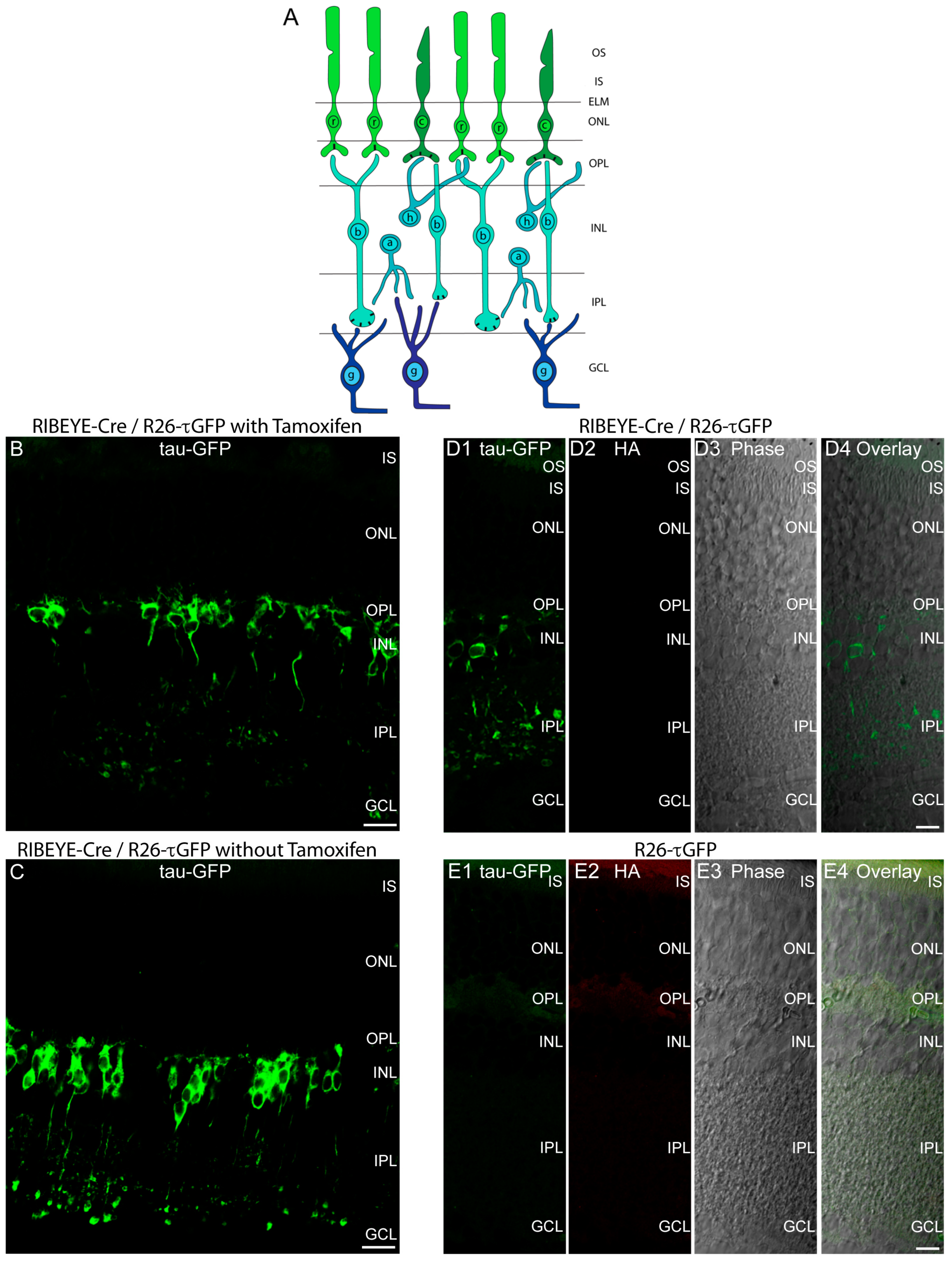 IJMS | Free Full-Text | A Novel Cre Recombinase Mouse Strain for