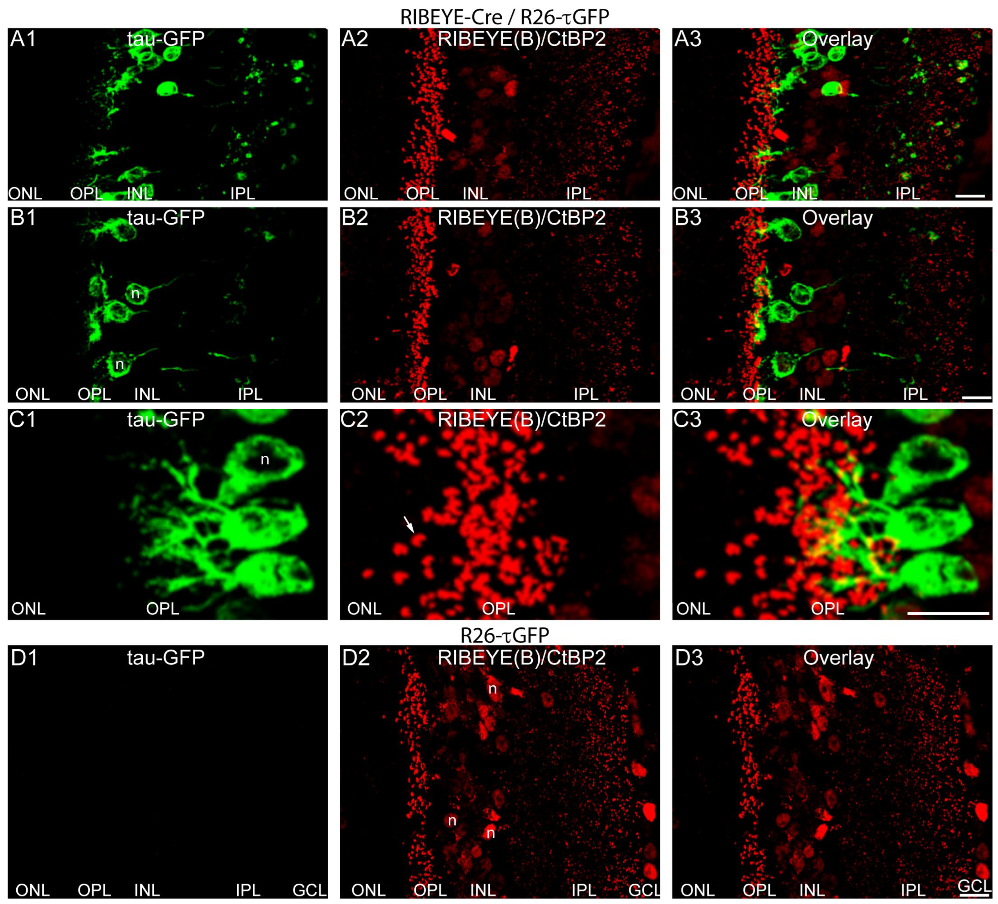 IJMS | Free Full-Text | A Novel Cre Recombinase Mouse Strain for