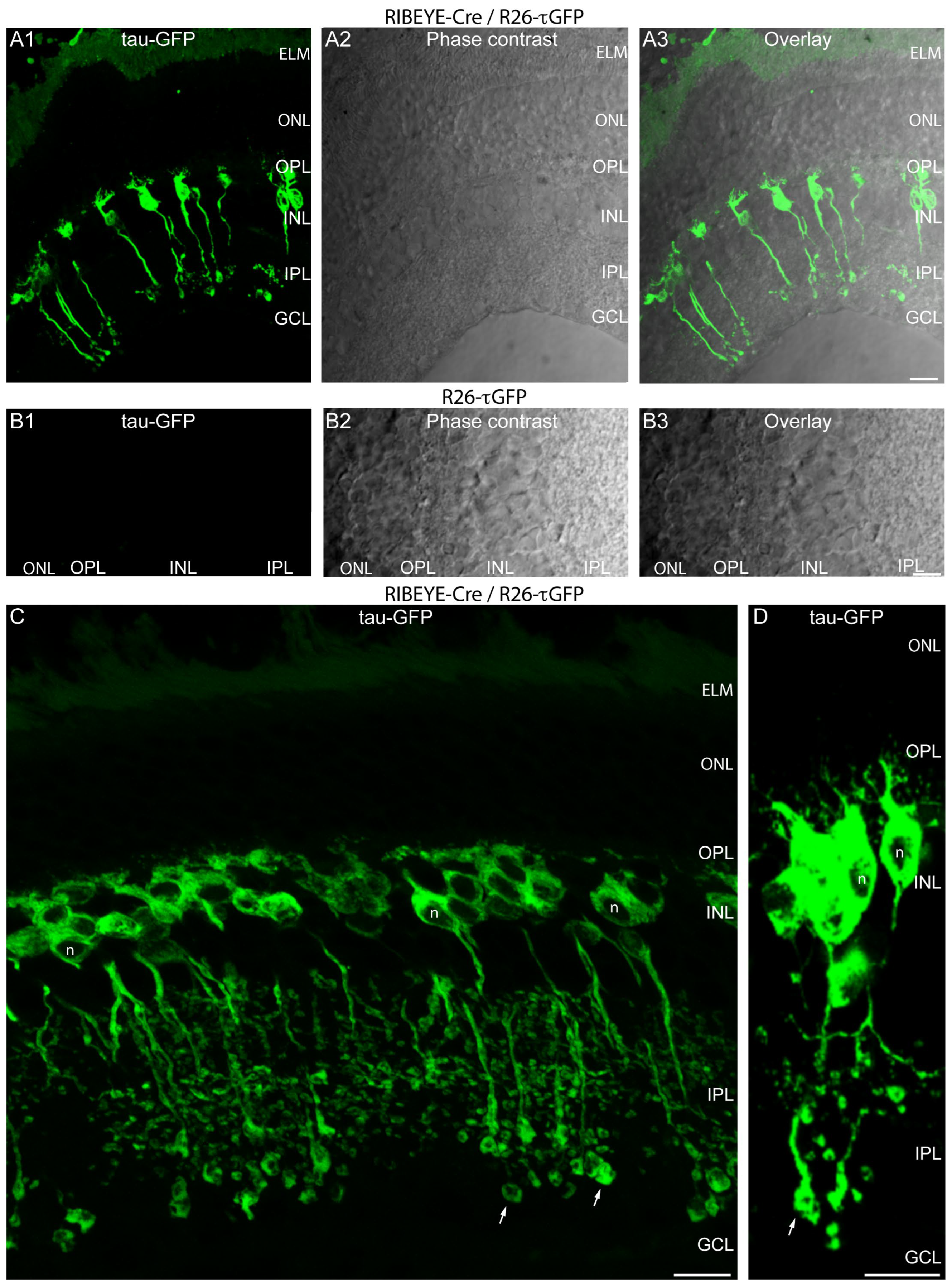 IJMS | Free Full-Text | A Novel Cre Recombinase Mouse Strain for