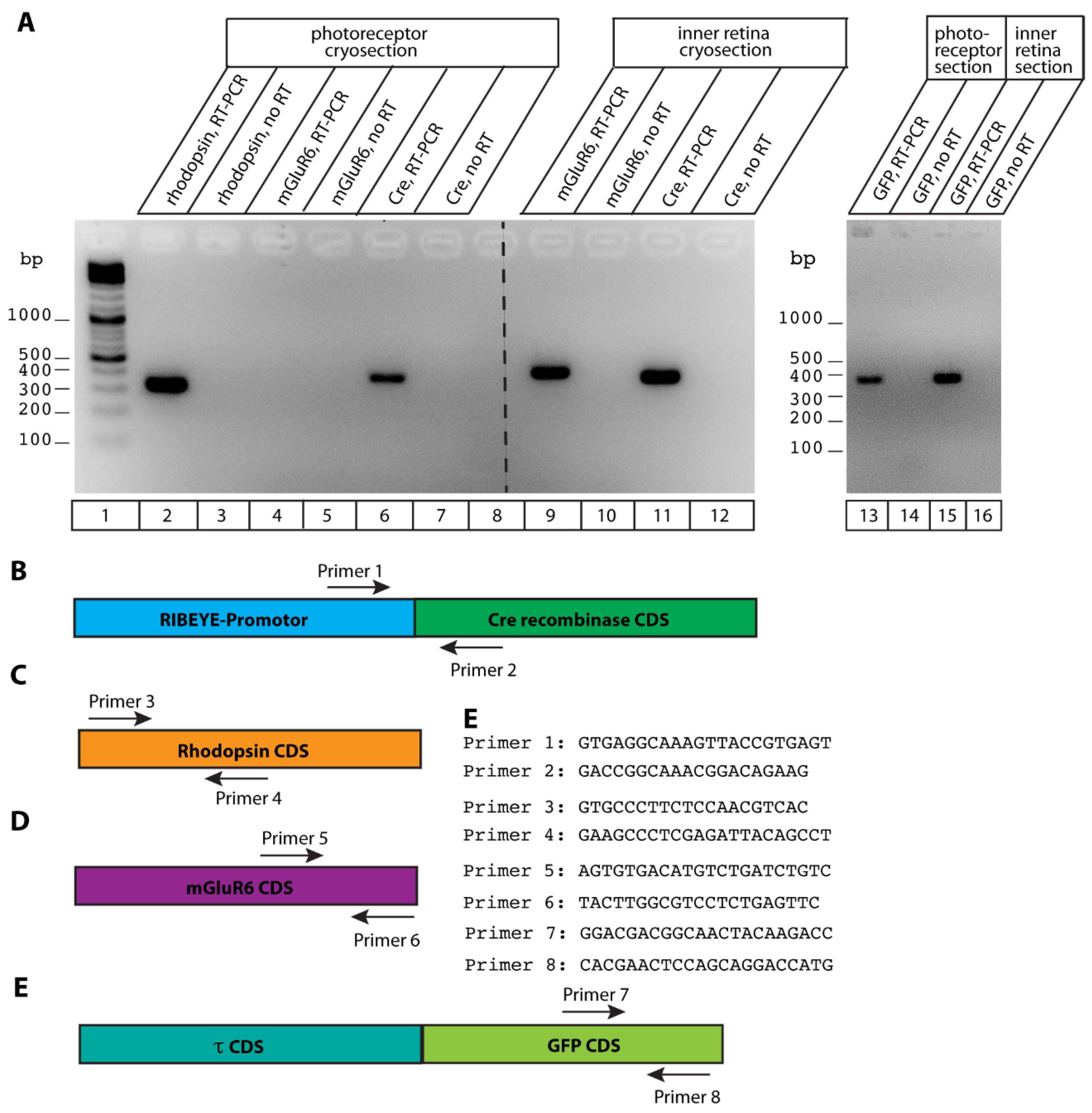 IJMS | Free Full-Text | A Novel Cre Recombinase Mouse Strain for