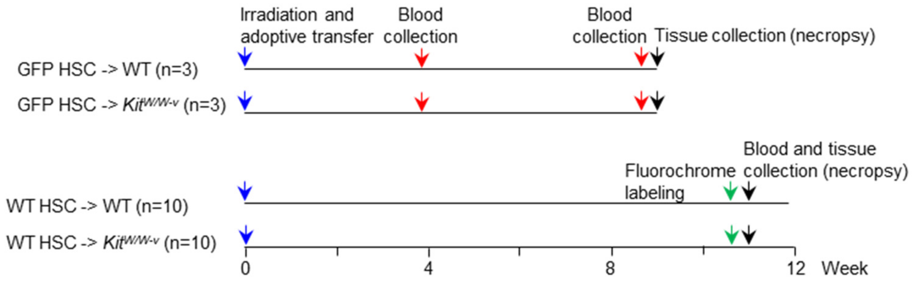 Ijms 25 01980 g001 Ijms 25 01980 g001