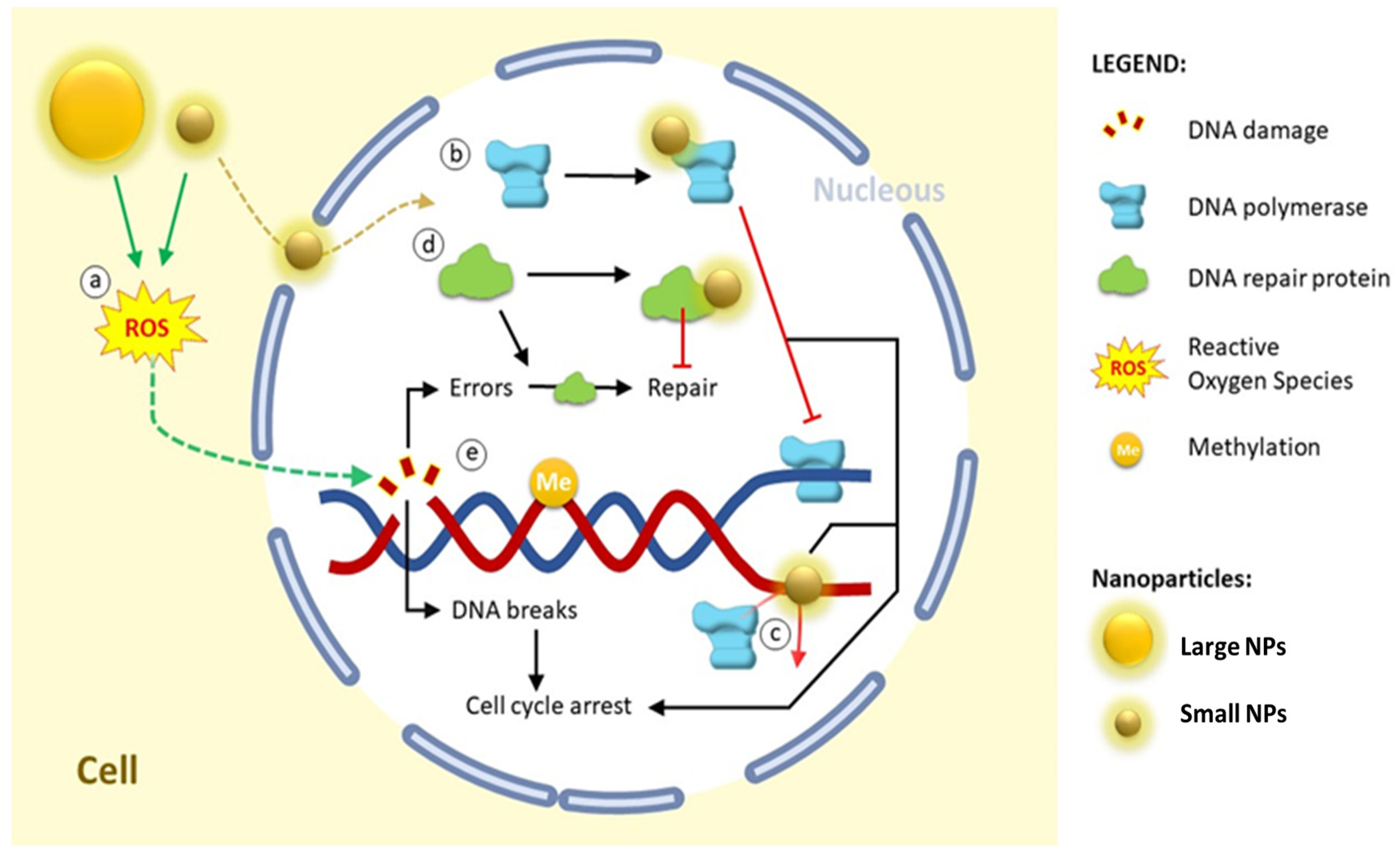 Ijms 25 01983 g001 Ijms 25 01983 g001
