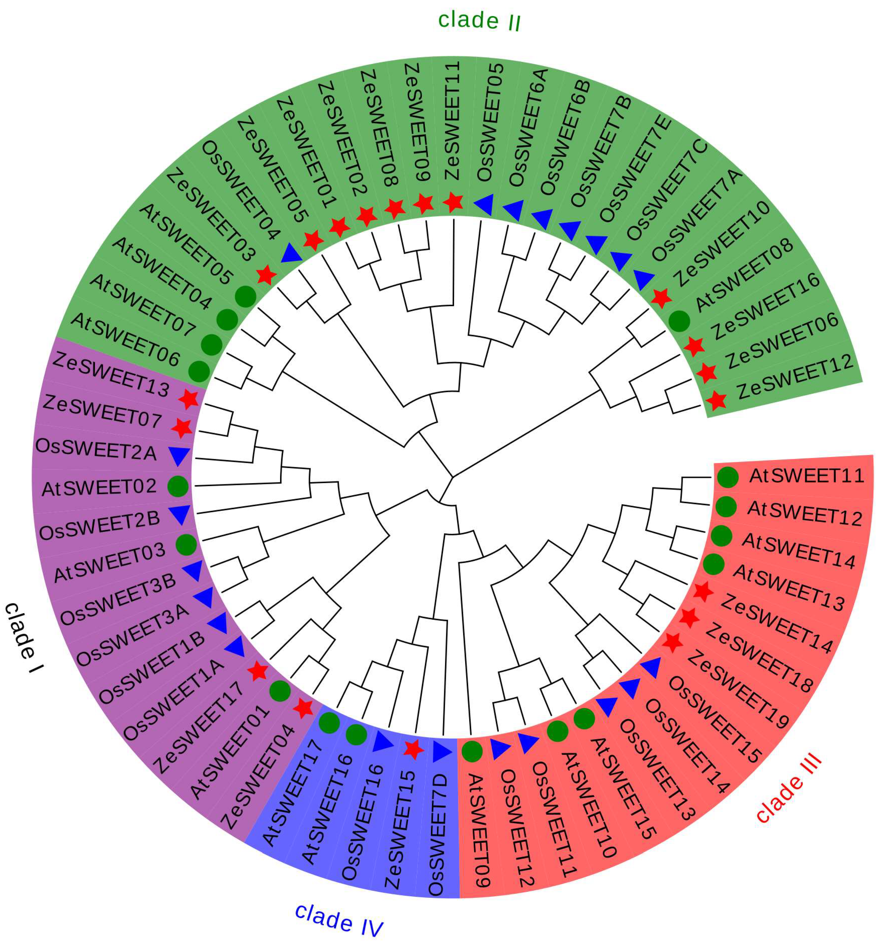 Ijms 25 02004 g002 Ijms 25 02004 g002
