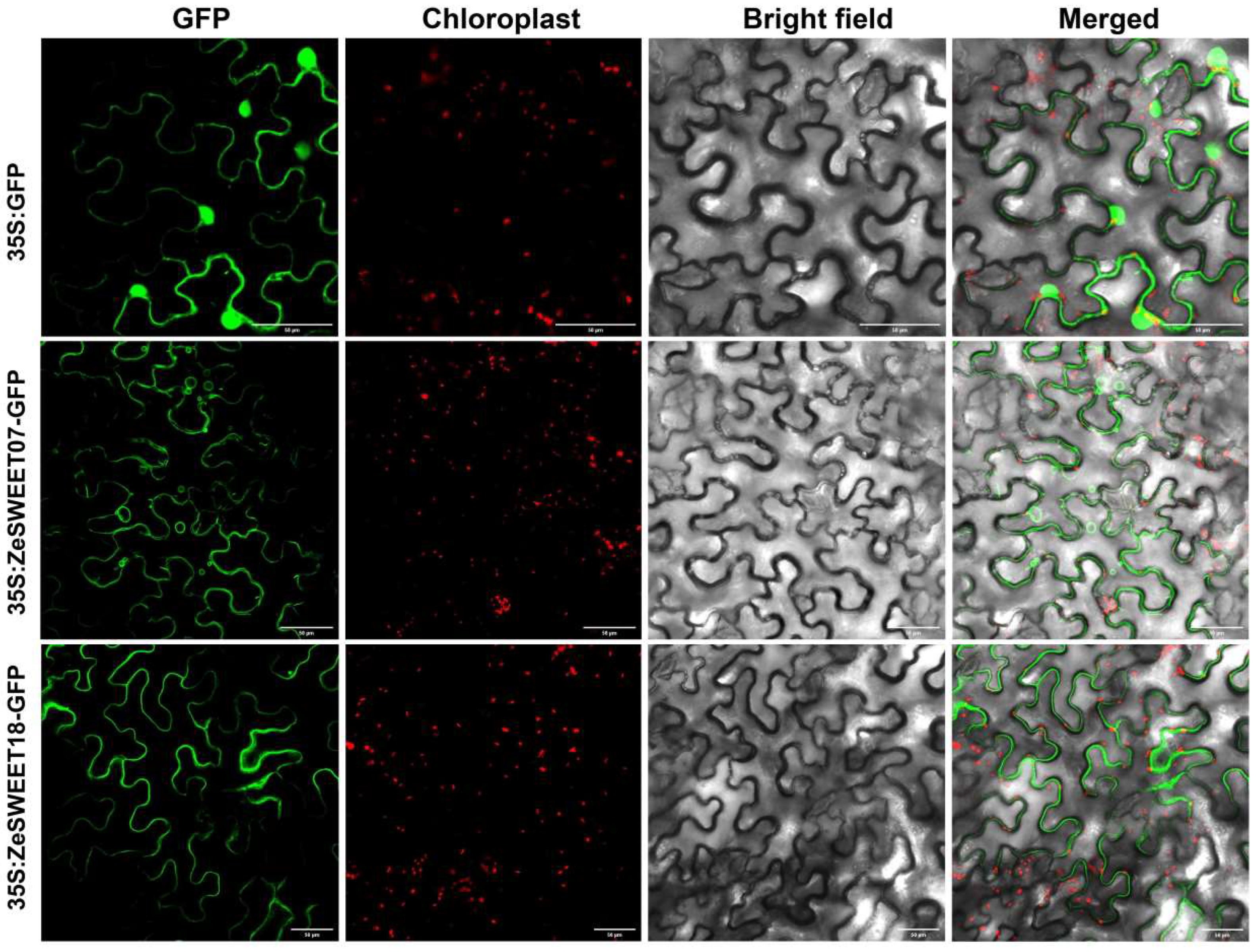 Ijms 25 02004 g010 Ijms 25 02004 g010