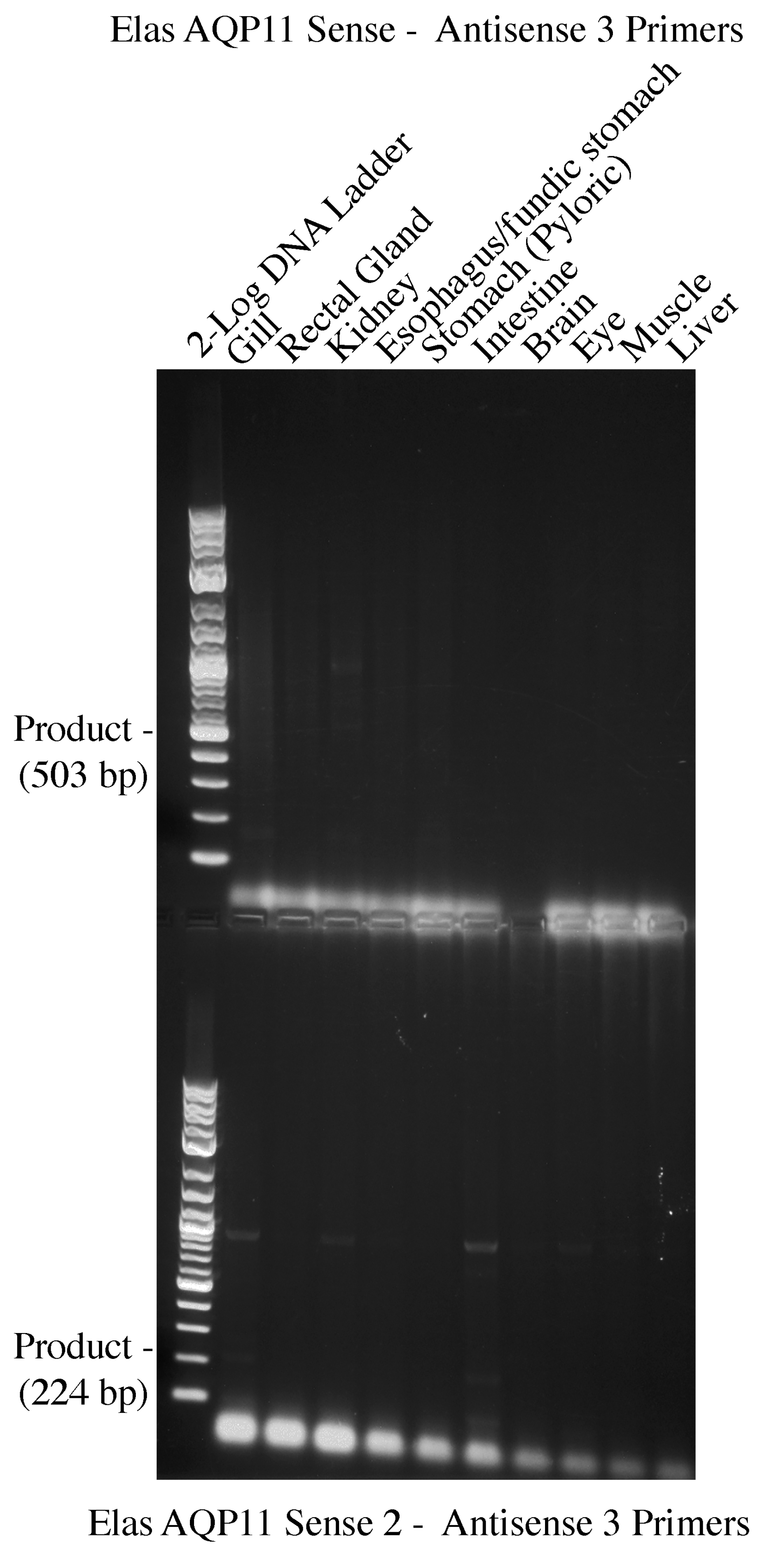 Ijms 25 02028 g002