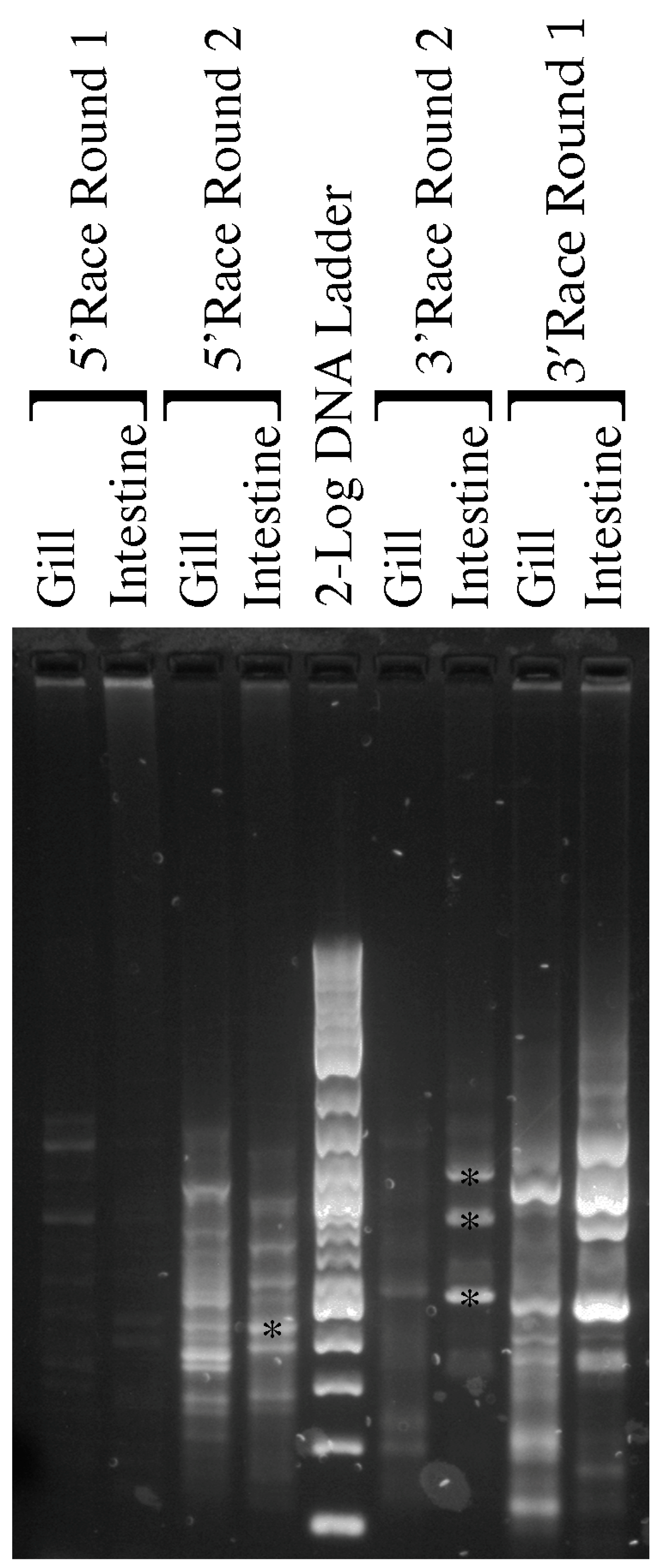 Ijms 25 02028 g006