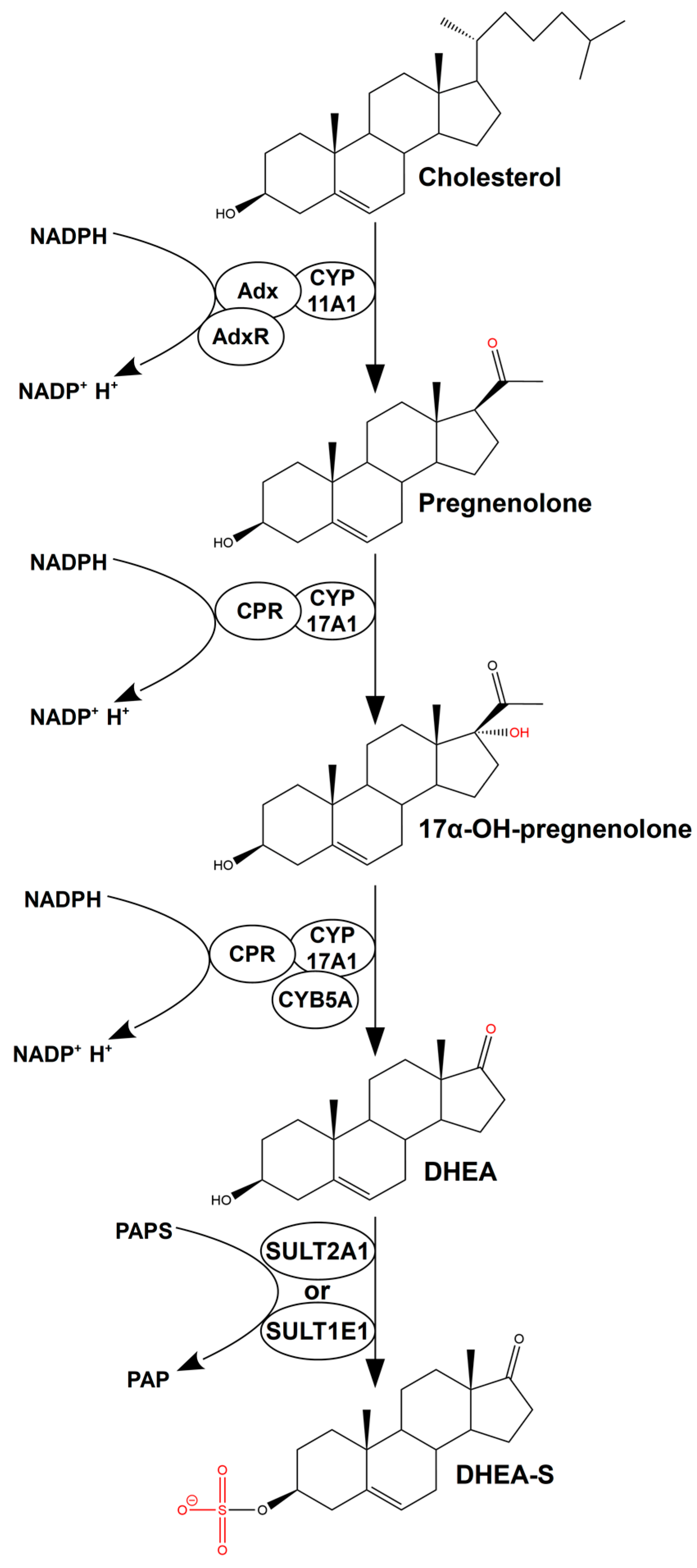Ijms 25 02072 g001 Ijms 25 02072 g001