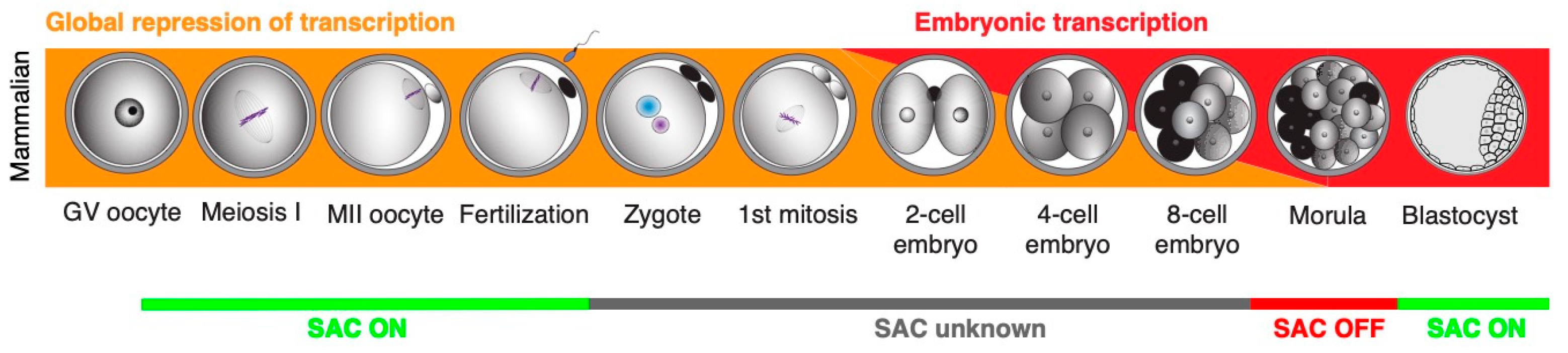 Ijms 25 02101 g003 Ijms 25 02101 g003