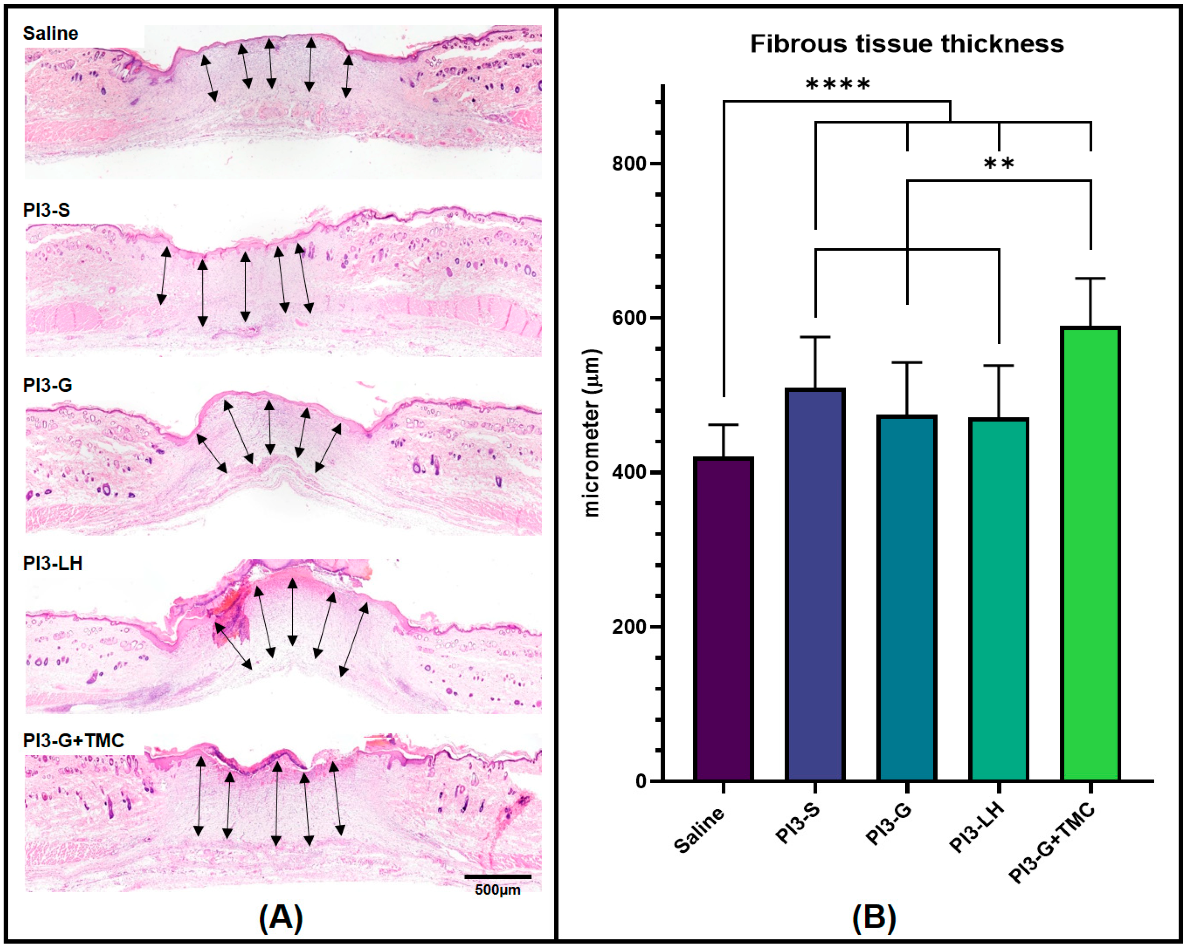 Ijms 25 02106 g005 Ijms 25 02106 g005