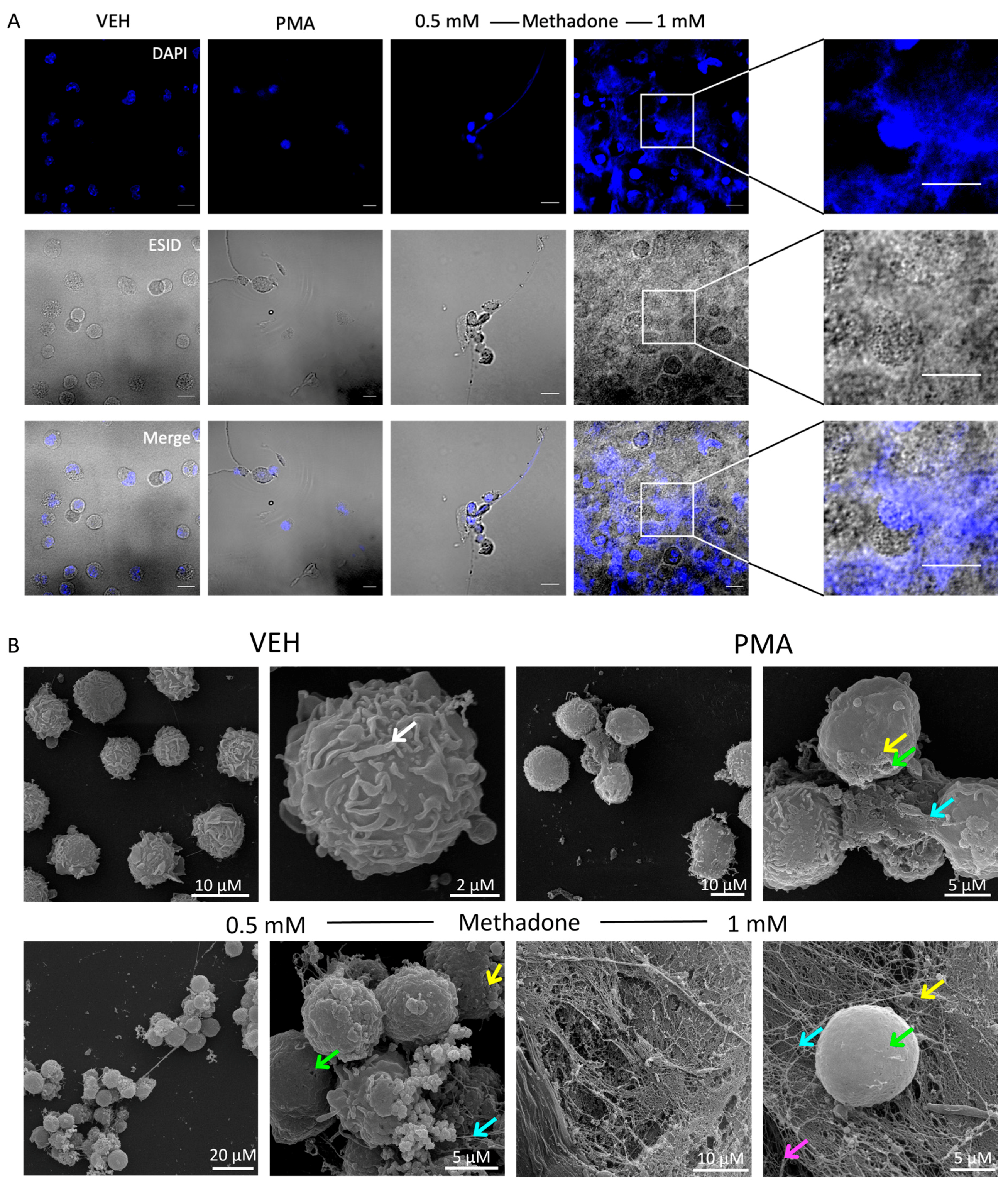 Ijms 25 02137 g002 Ijms 25 02137 g002