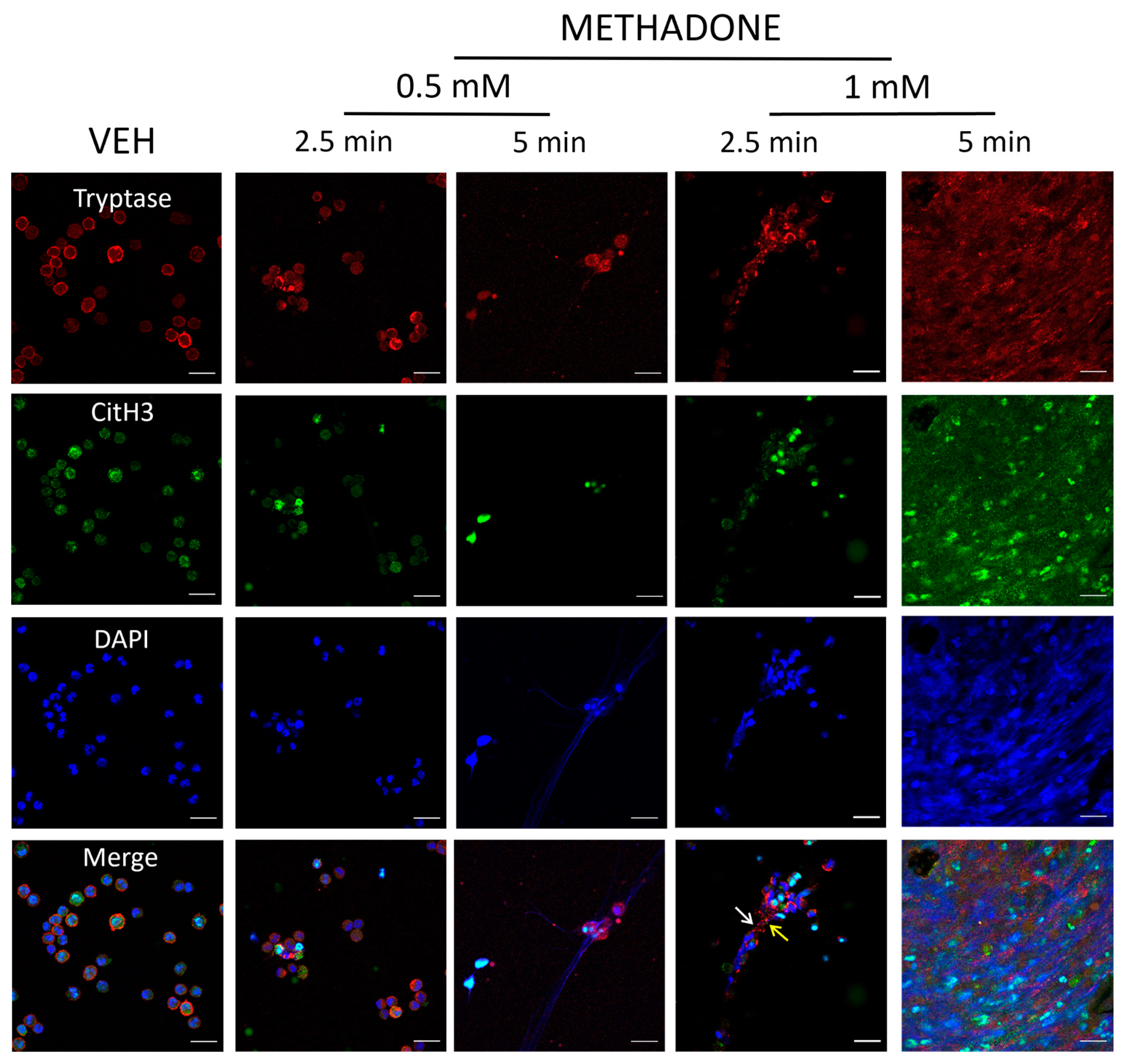 Ijms 25 02137 g003 Ijms 25 02137 g003