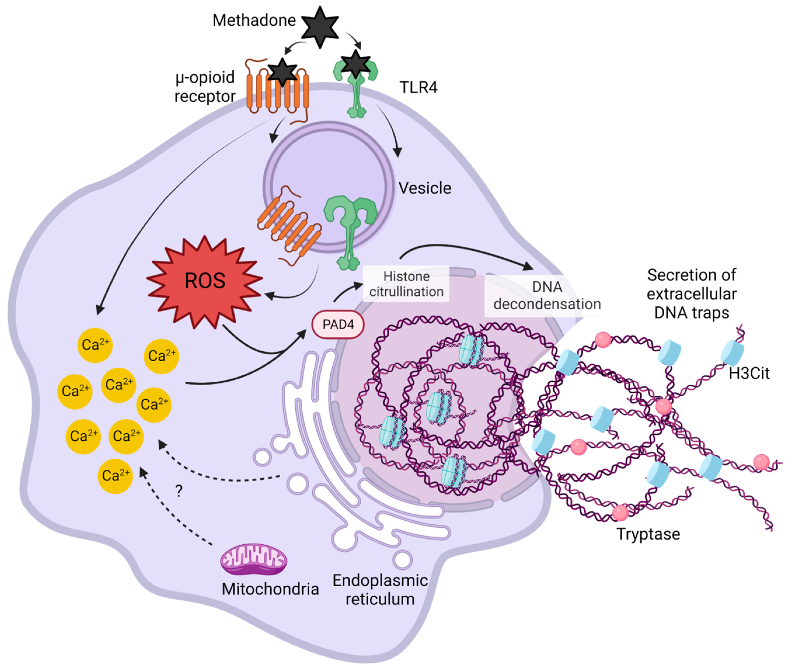 Ijms 25 02137 g010 Ijms 25 02137 g010