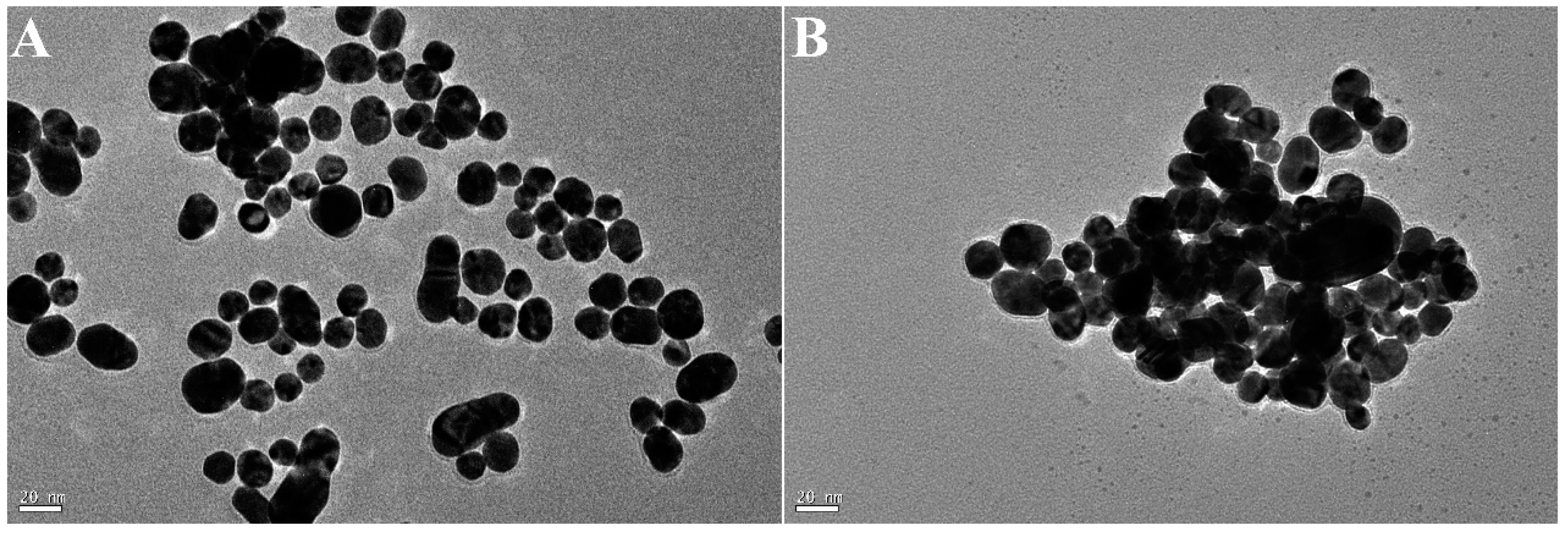 Ijms 25 02143 g010