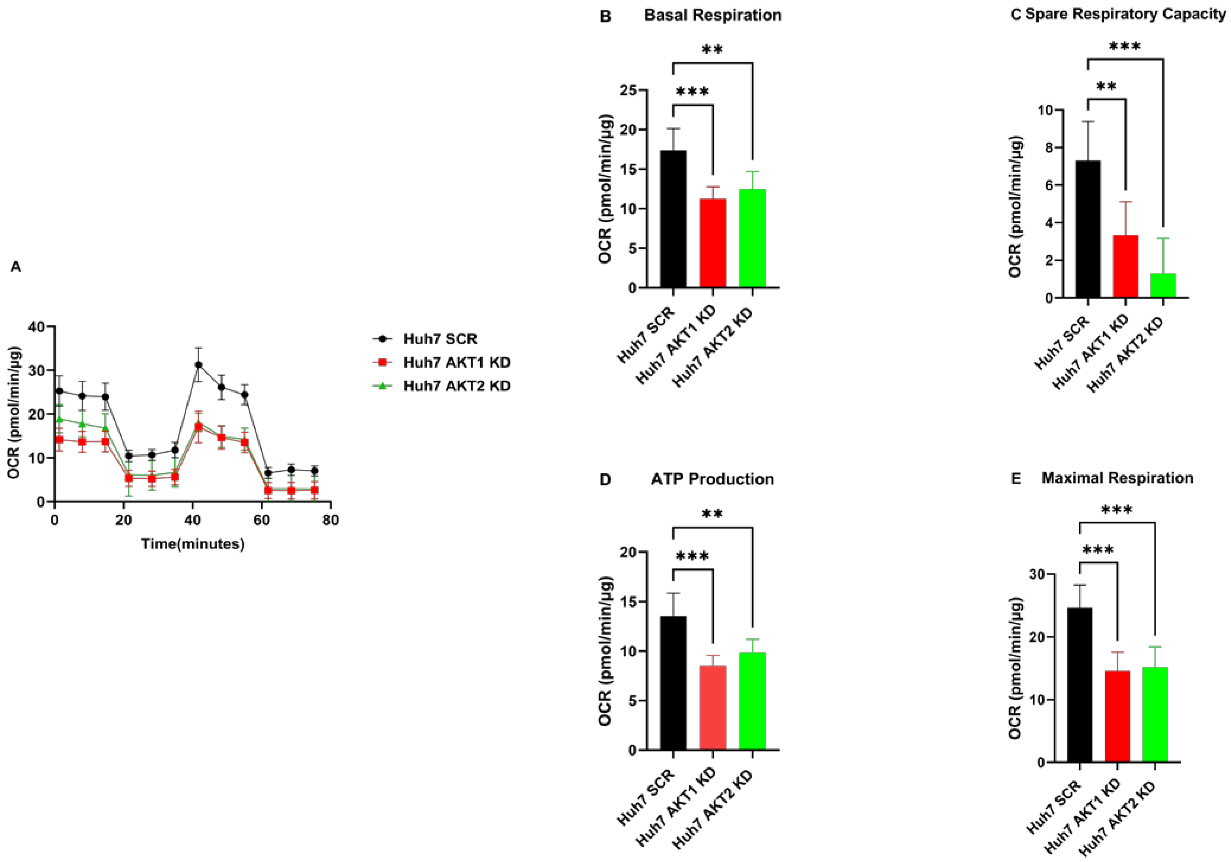 IJMS | Free Full-Text | All Three AKT Isoforms Can Upregulate Oxygen ...