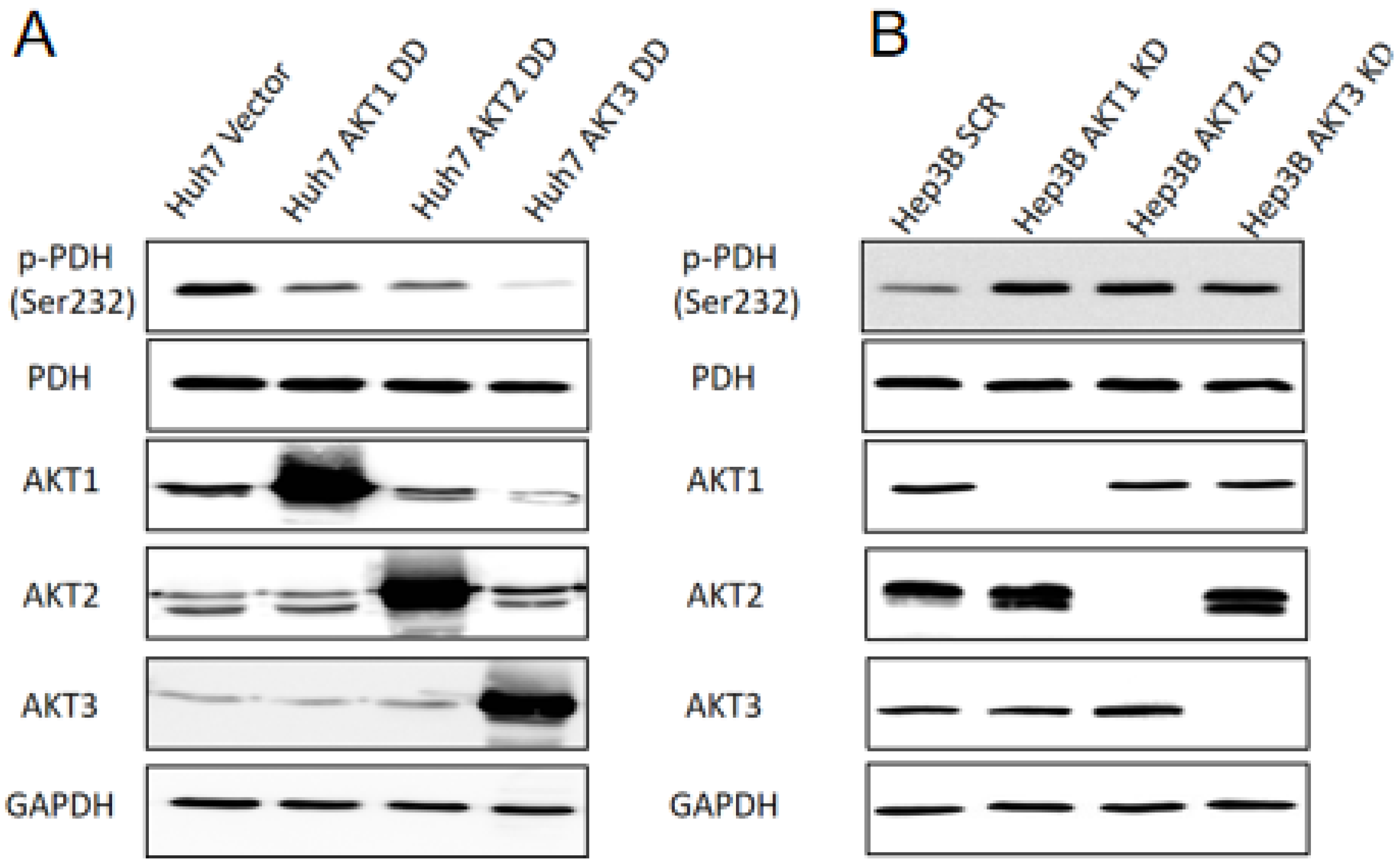 IJMS | Free Full-Text | All Three AKT Isoforms Can Upregulate 