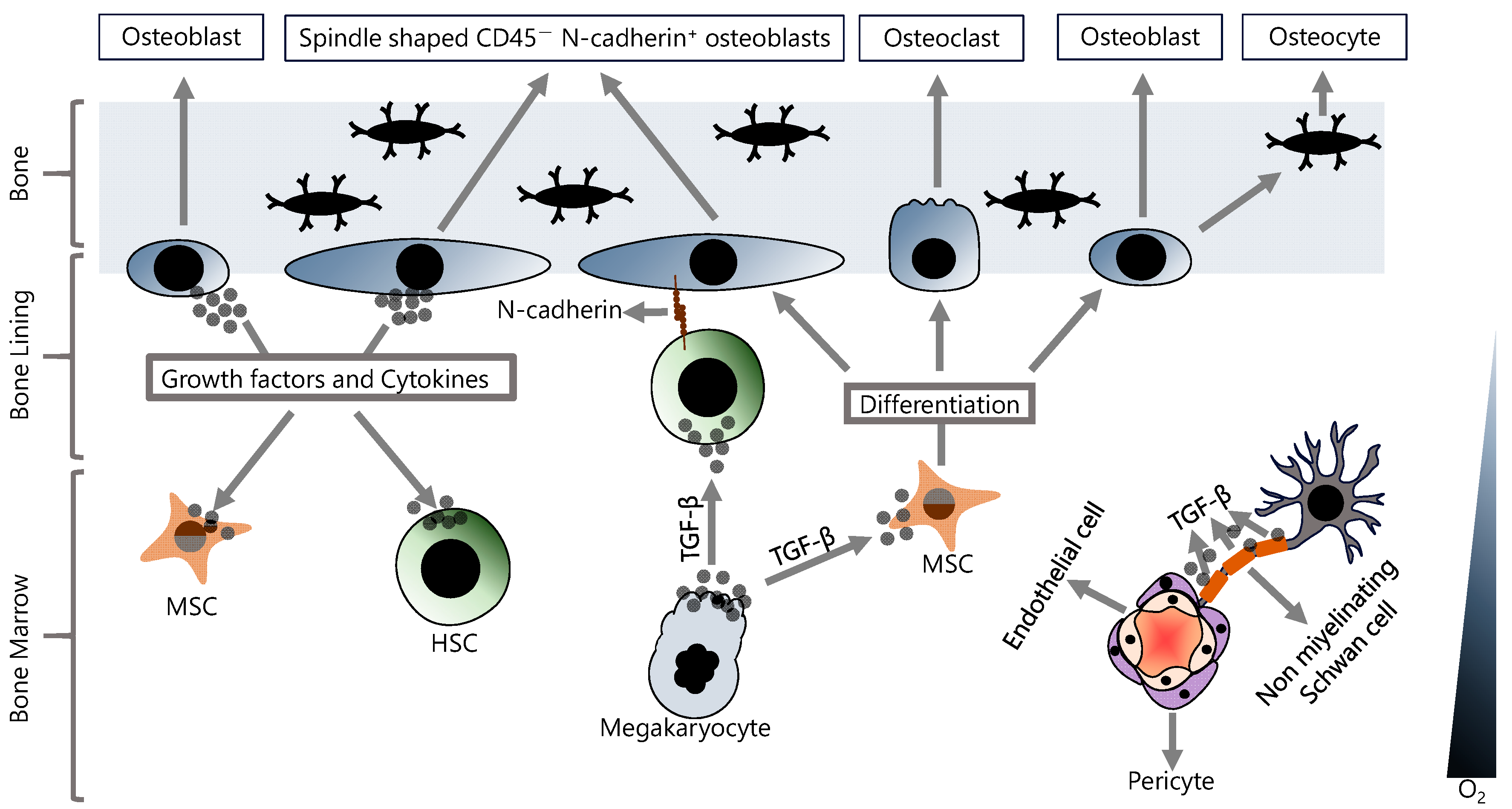 Ijms 25 02173 g001 Ijms 25 02173 g001