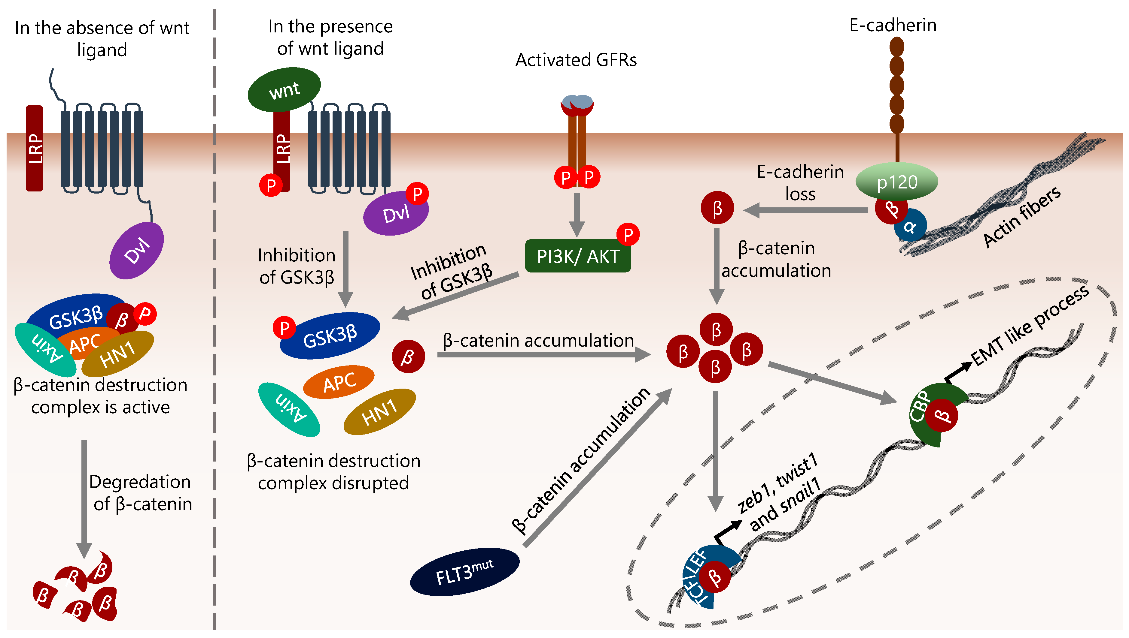 Ijms 25 02173 g002 Ijms 25 02173 g002