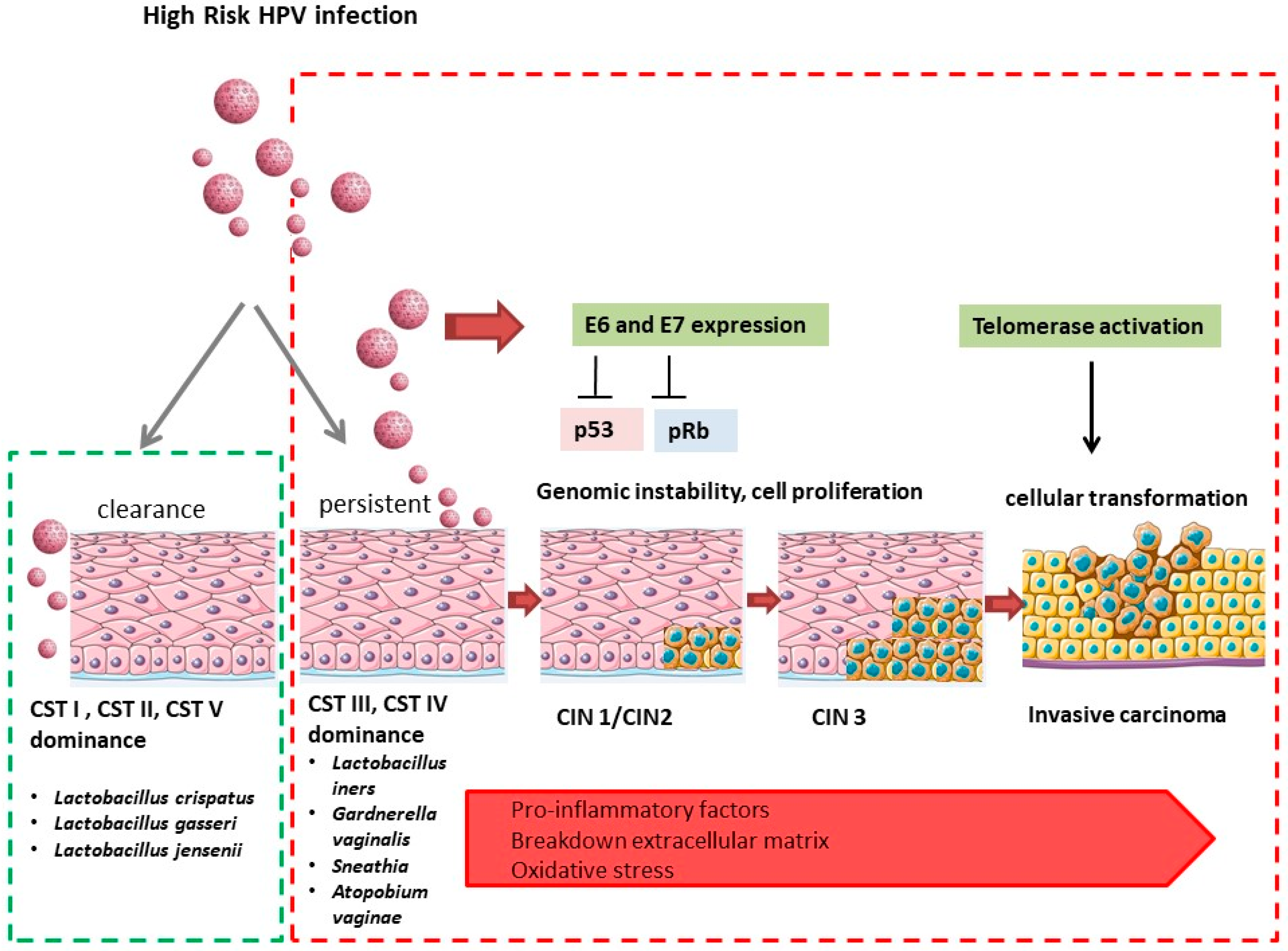 Endometrioma Unveiled: A Comprehensive Review of the Pathogenesis,  Diagnosis, and Current Management Strategies of Ovarian Endometriosis