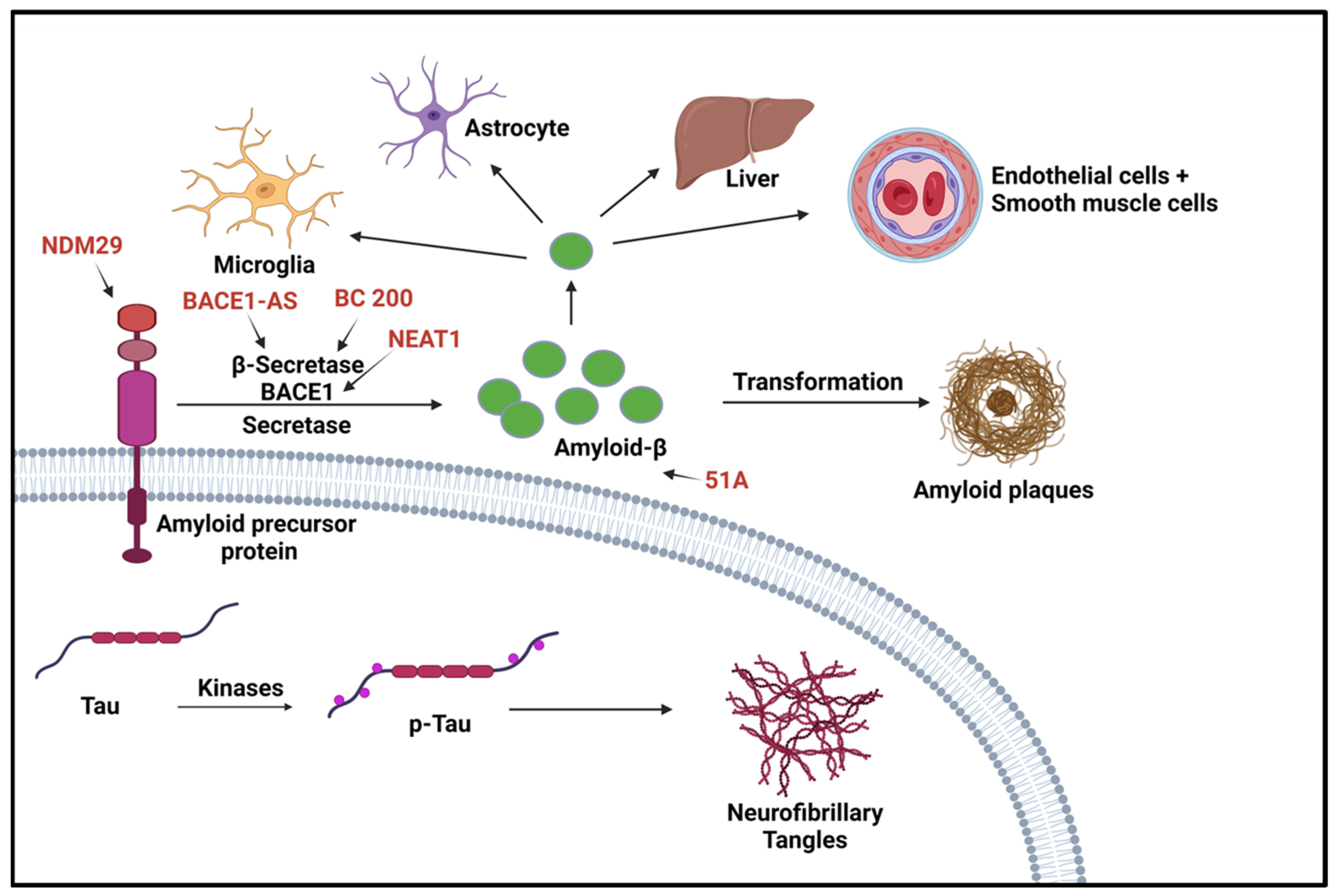 Ijms 25 02268 g003 Ijms 25 02268 g003