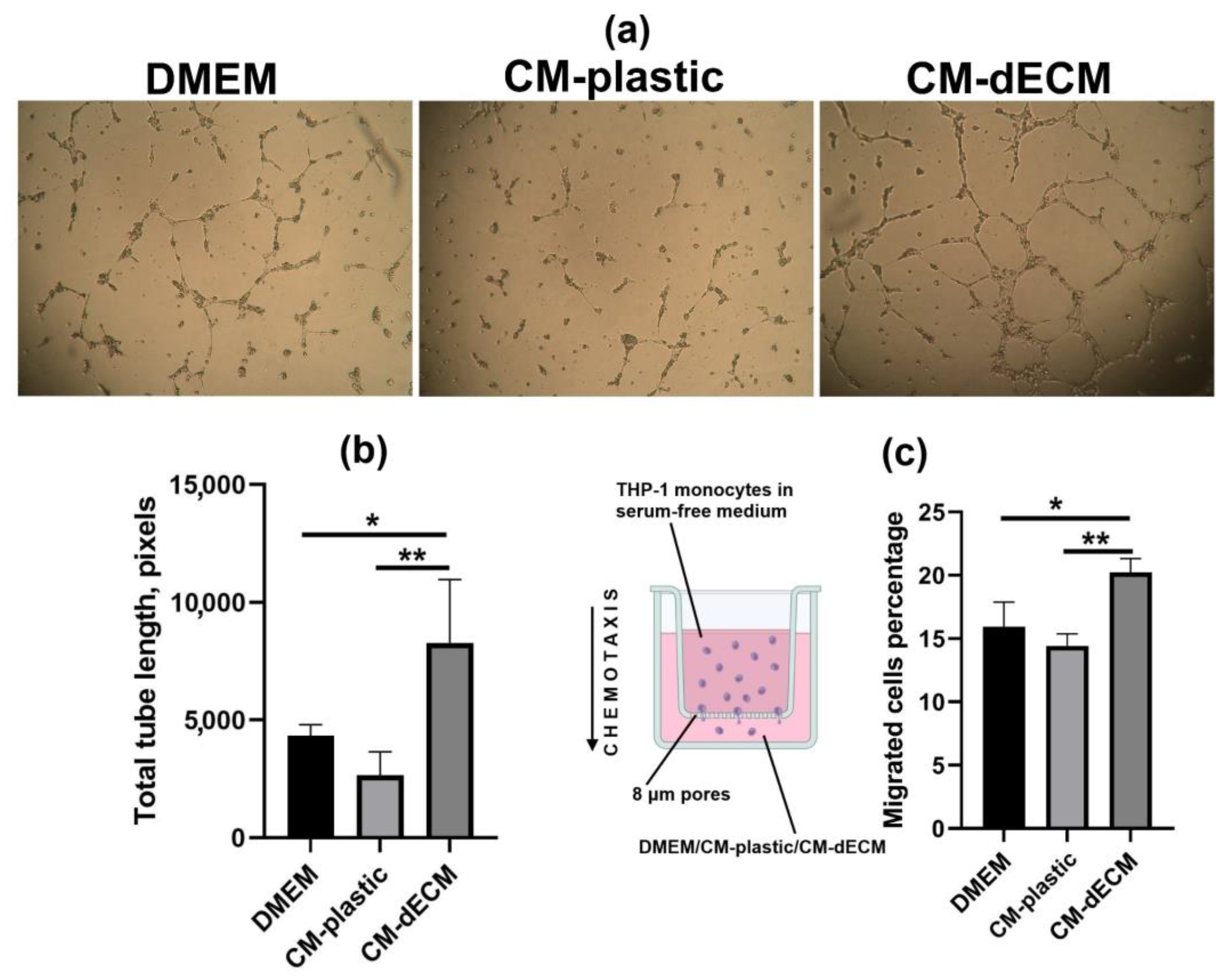 Ijms 25 02419 g004 Ijms 25 02419 g004