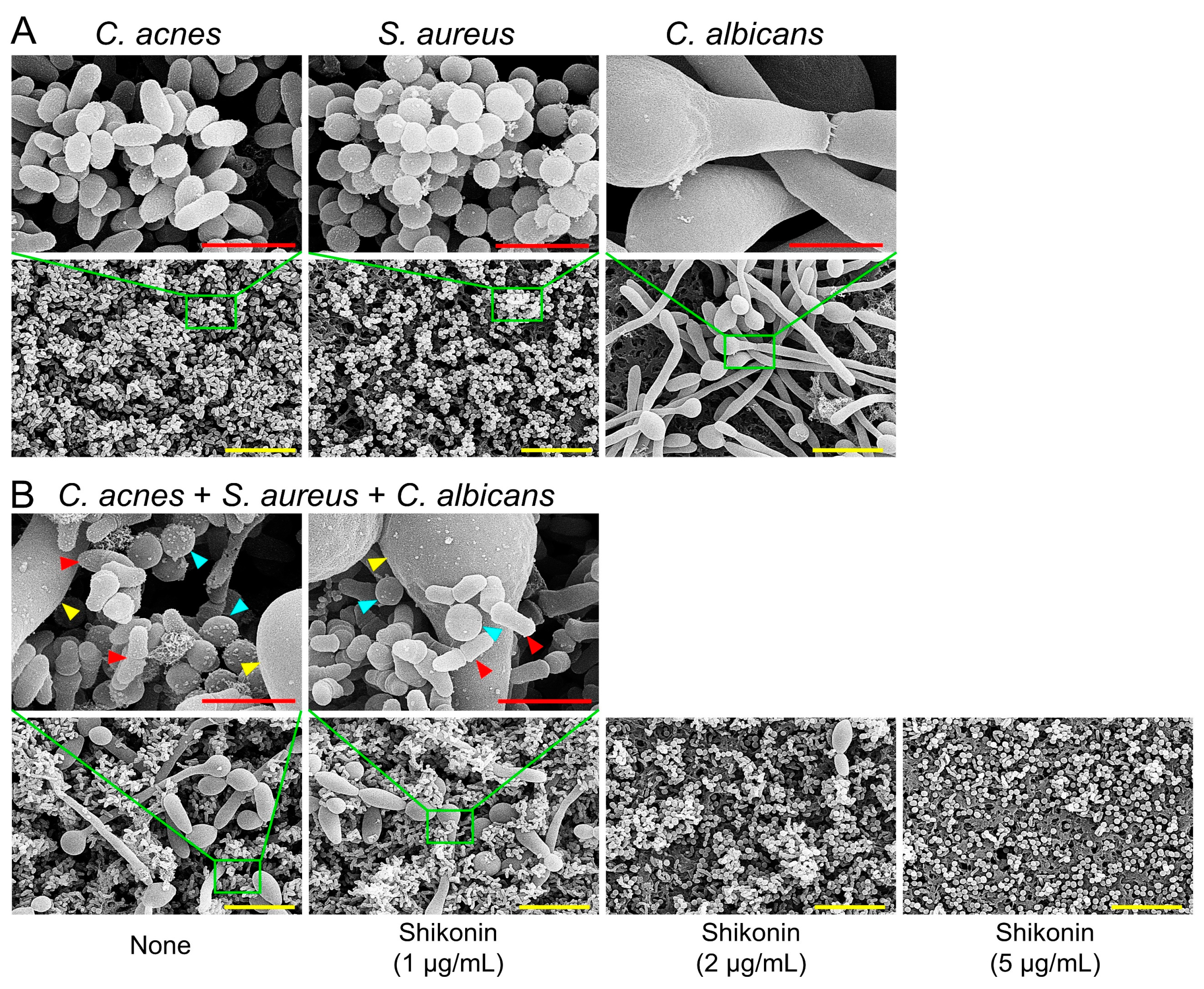 Ijms 25 02426 g005 Ijms 25 02426 g005