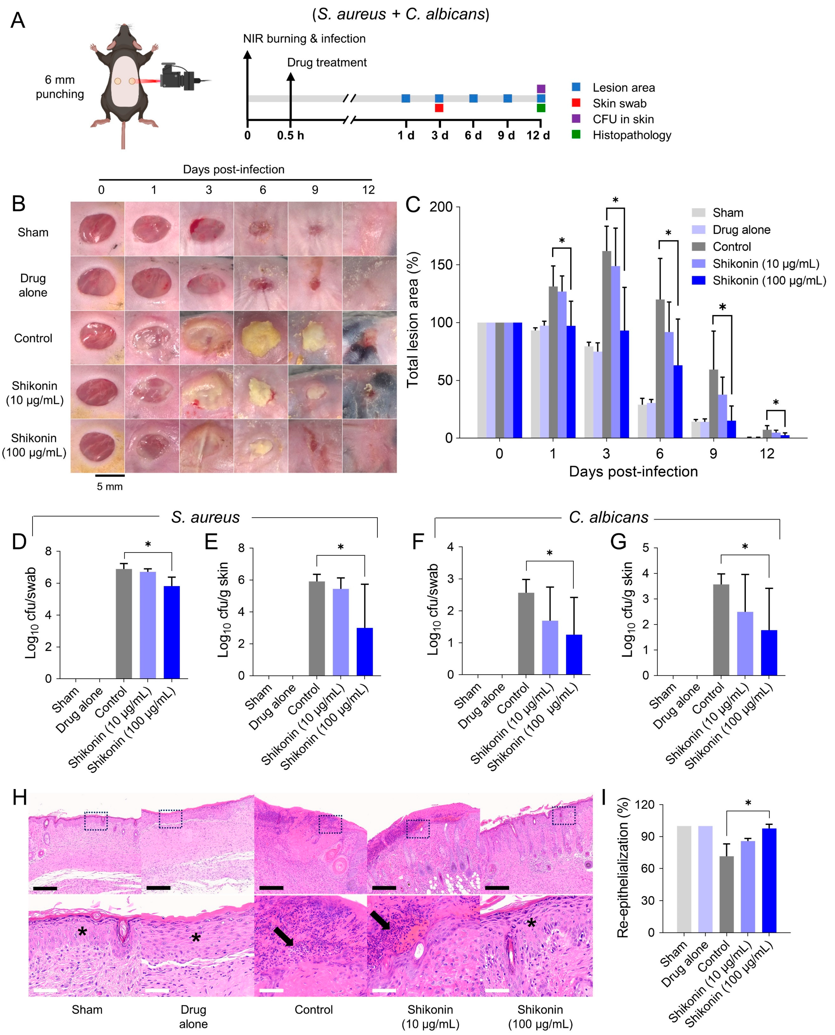 Ijms 25 02426 g007 Ijms 25 02426 g007