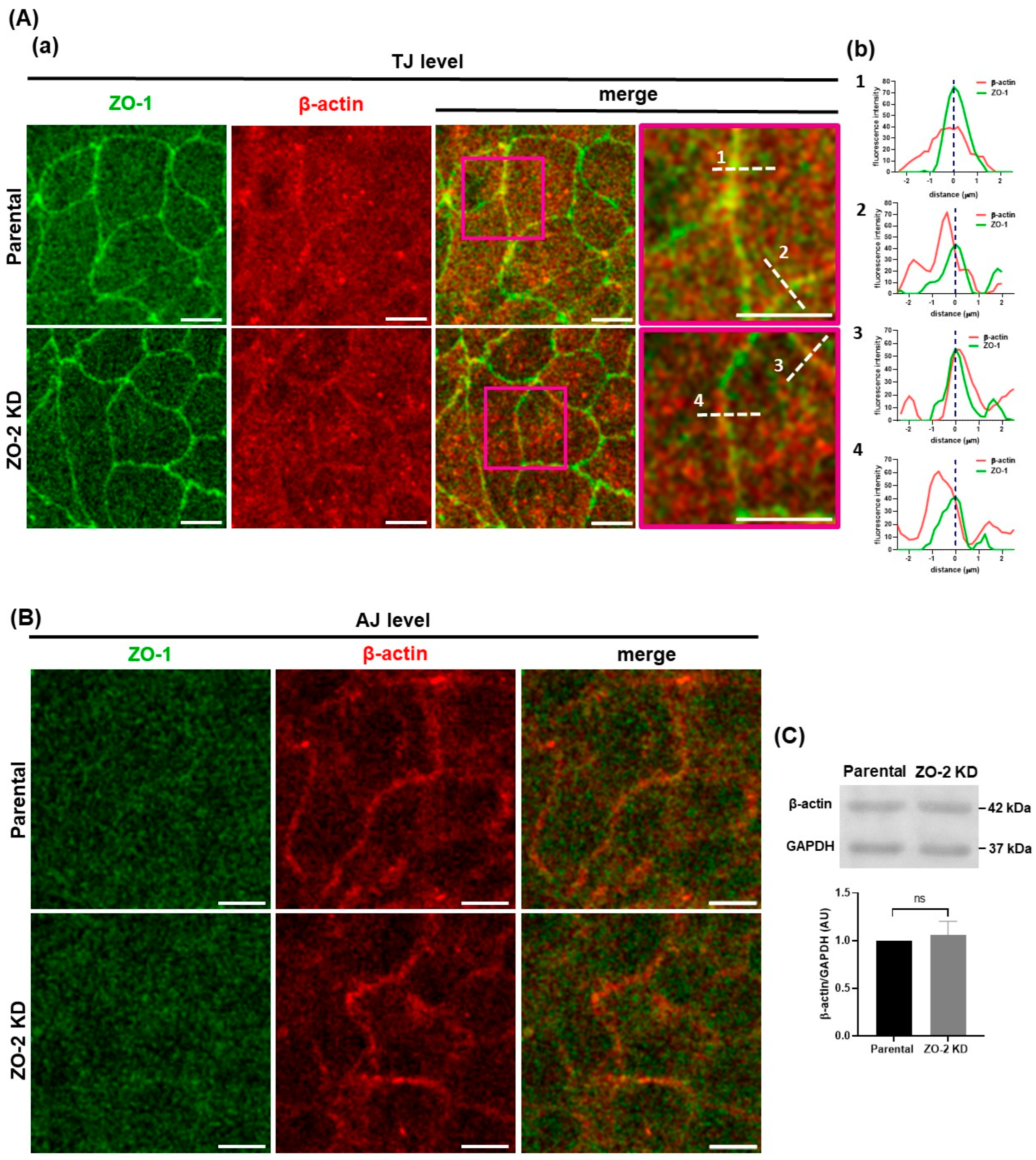 Ijms 25 02453 g002a Ijms 25 02453 g002a