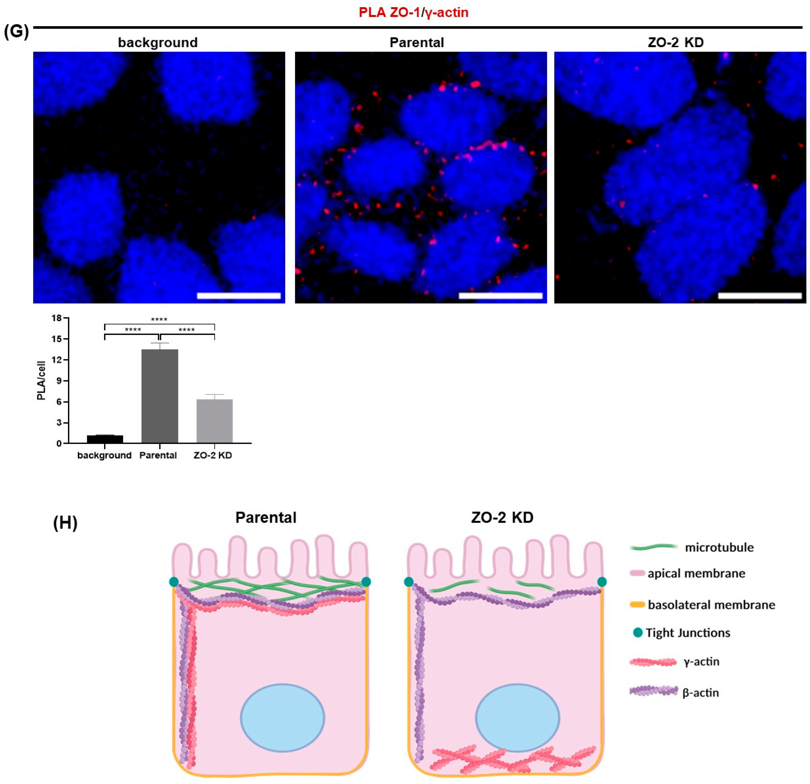 Ijms 25 02453 g002c Ijms 25 02453 g002c