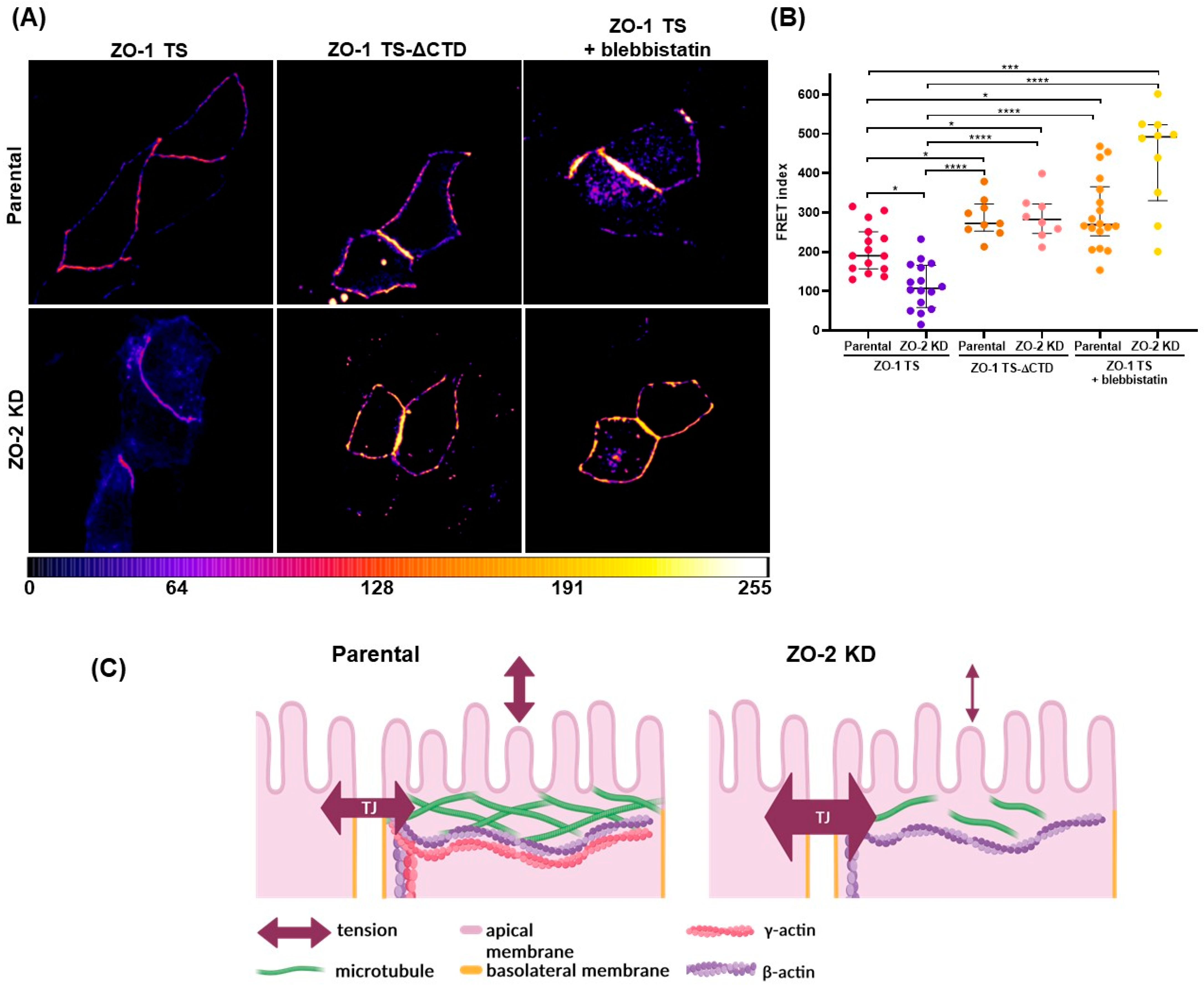 Ijms 25 02453 g003 Ijms 25 02453 g003