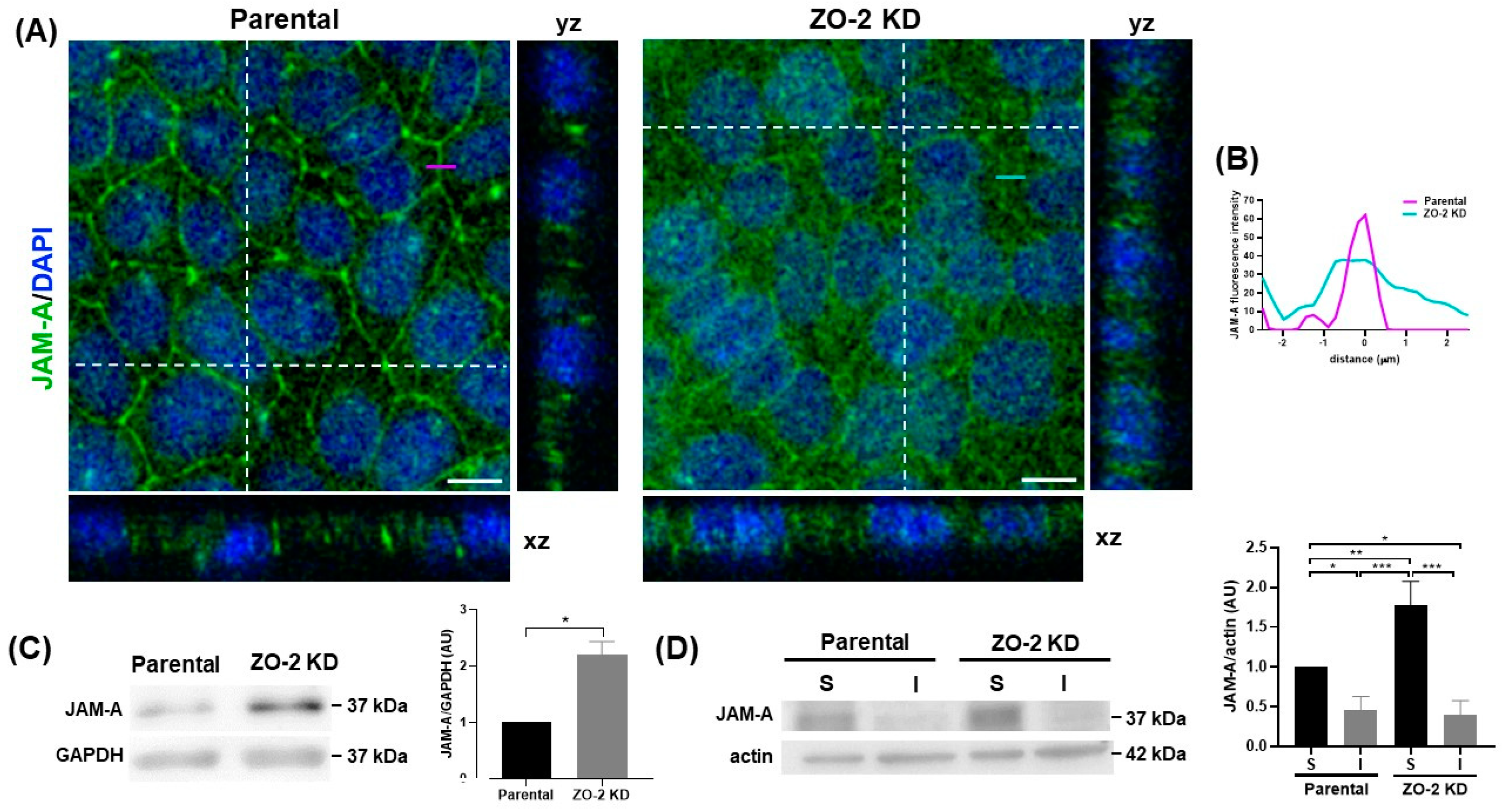 Ijms 25 02453 g004 Ijms 25 02453 g004