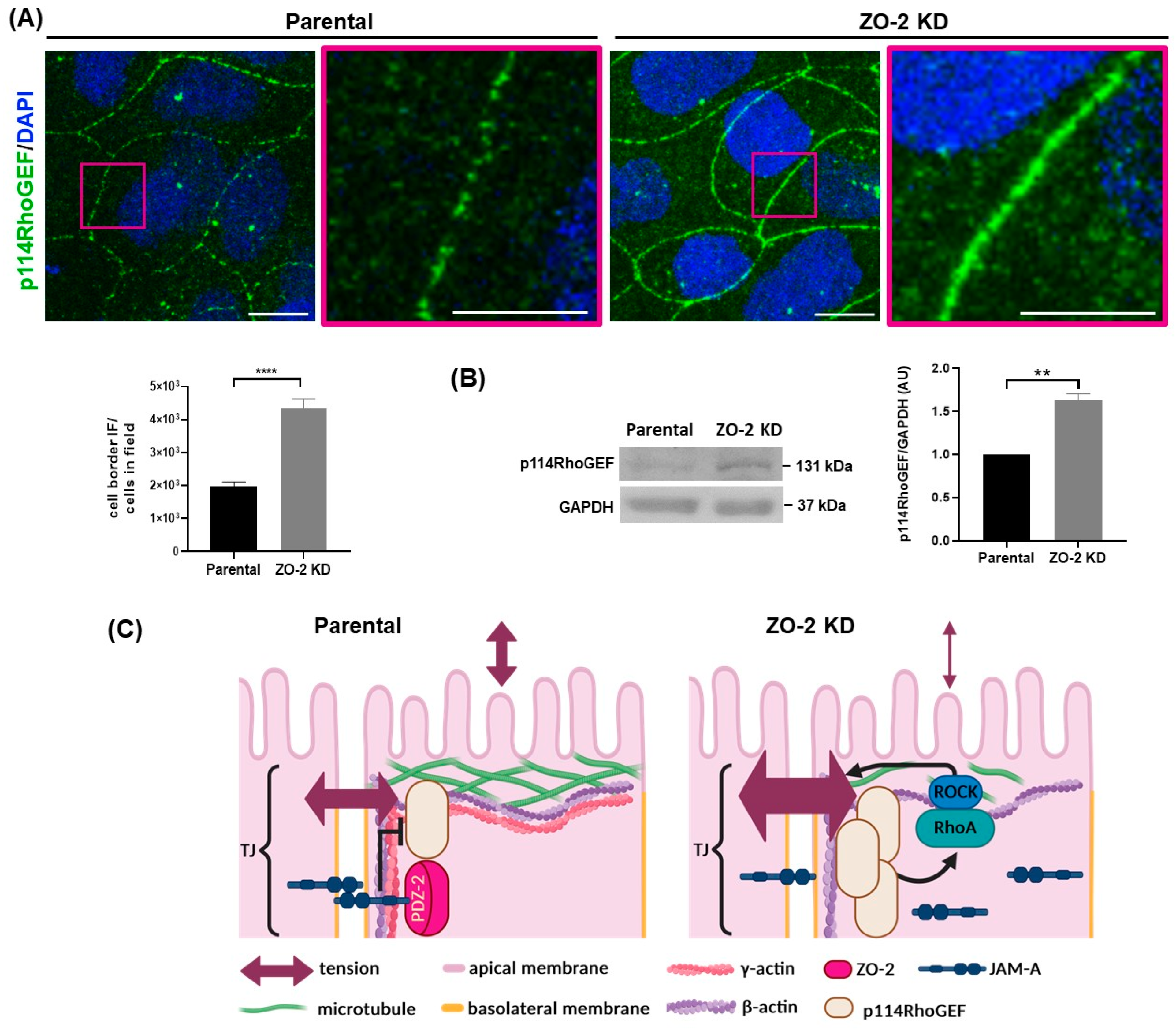 Ijms 25 02453 g005 Ijms 25 02453 g005