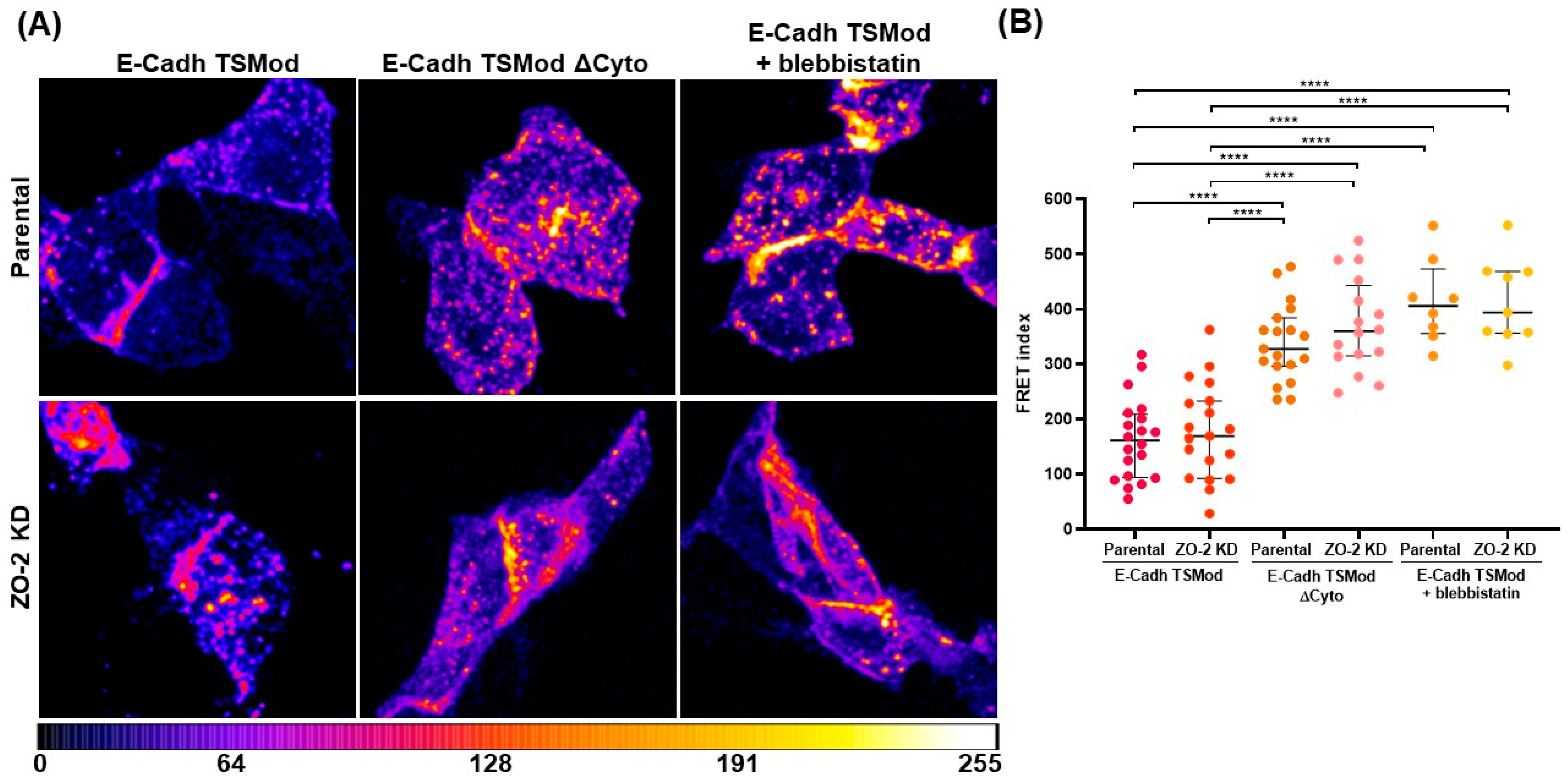 Ijms 25 02453 g008 Ijms 25 02453 g008