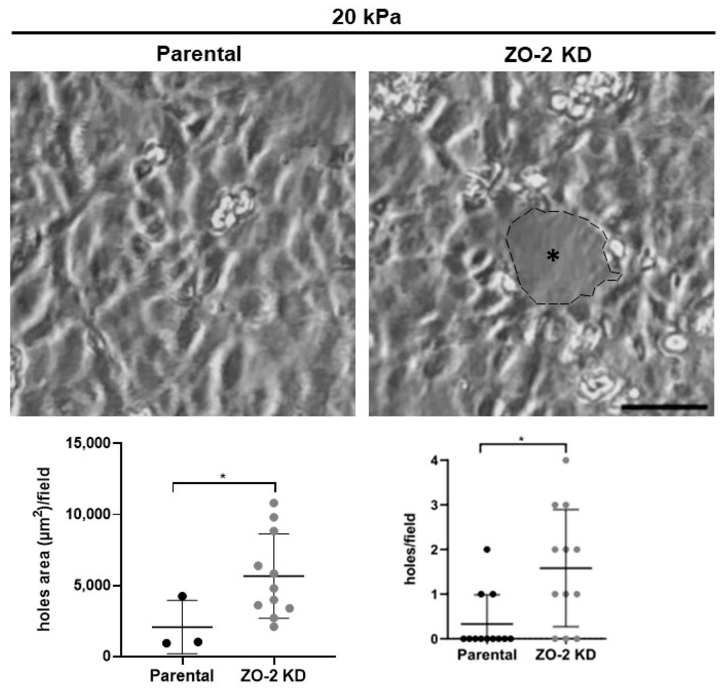 Ijms 25 02453 g010 Ijms 25 02453 g010