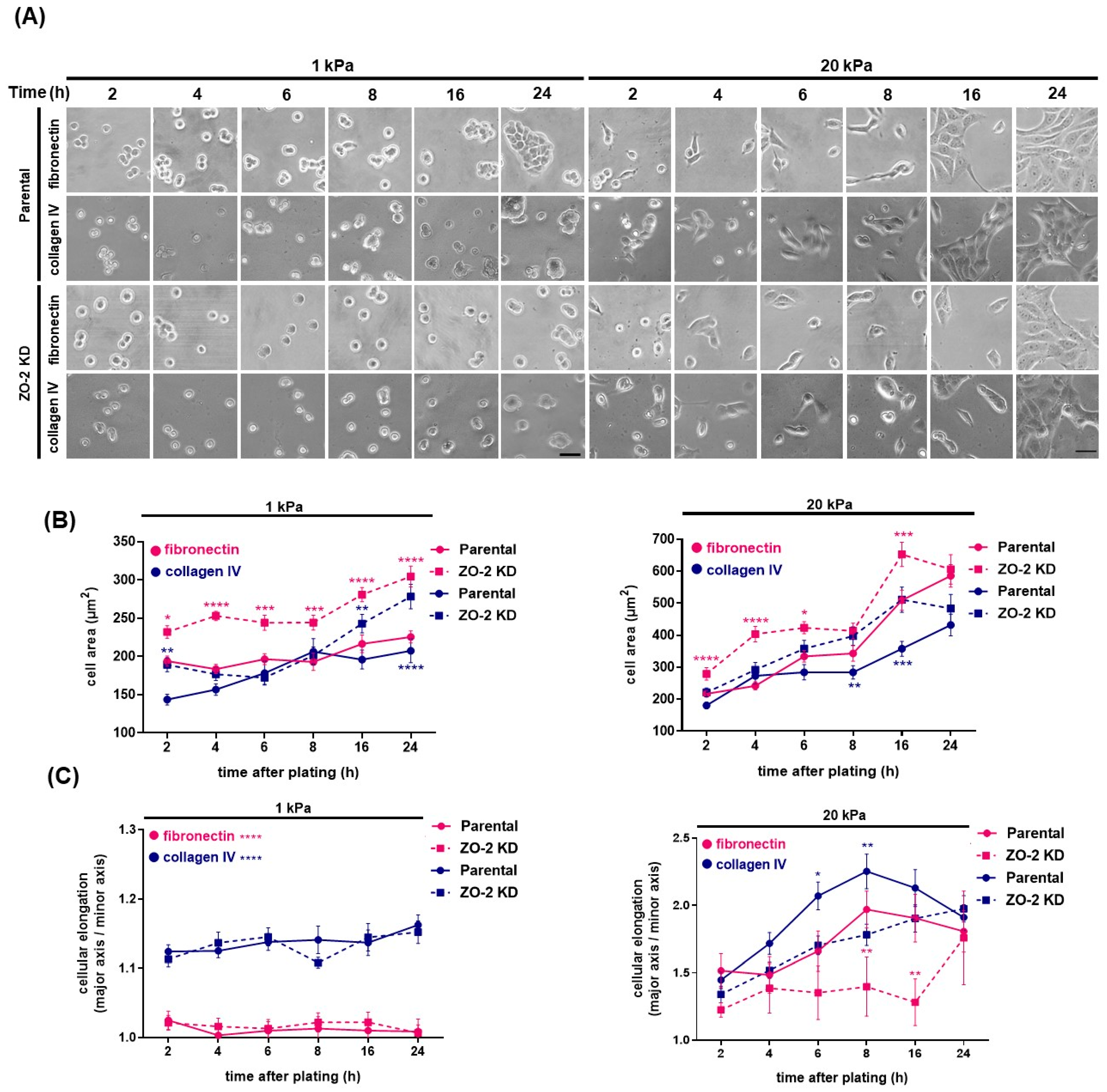 Ijms 25 02453 g011a Ijms 25 02453 g011a