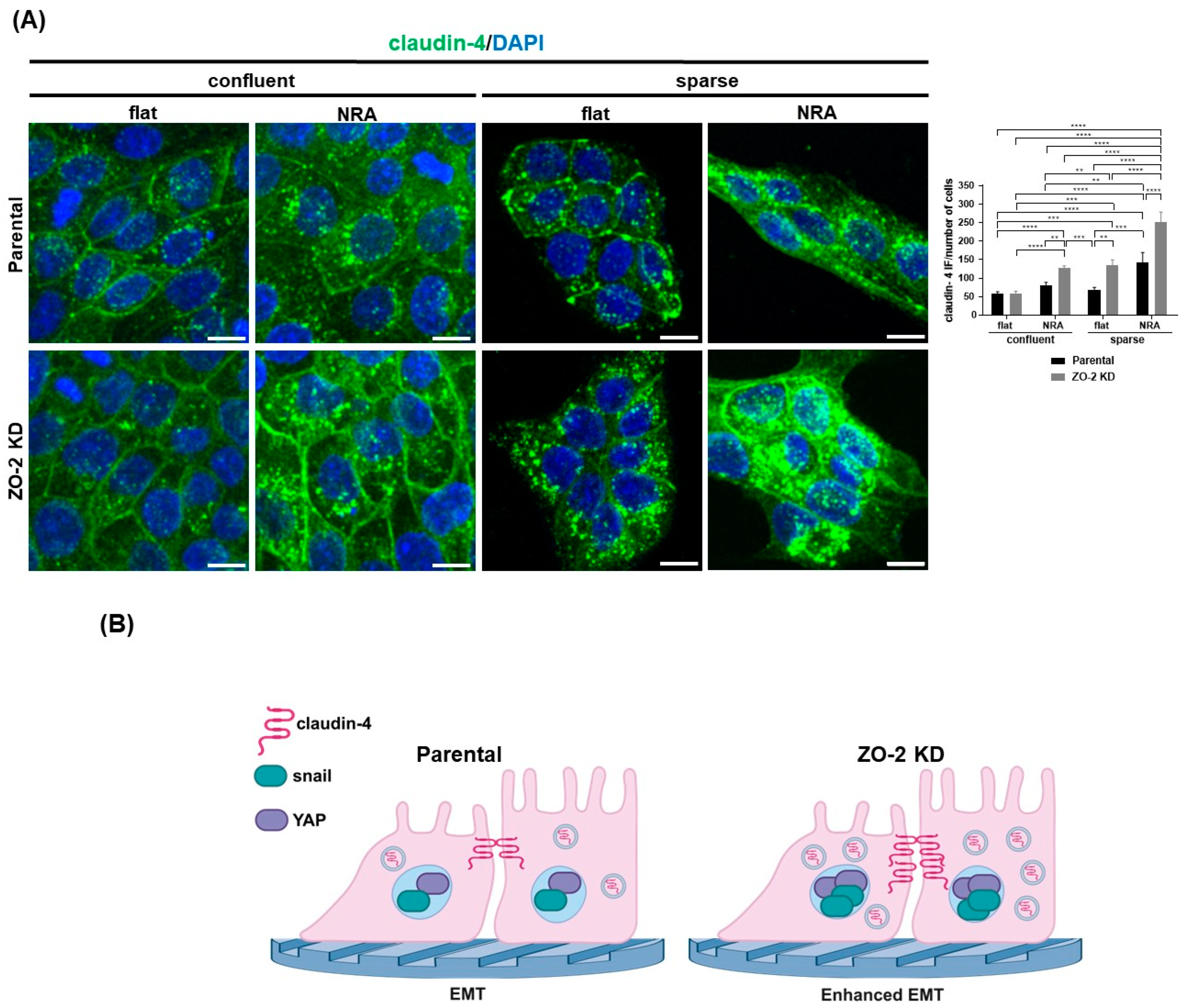 Ijms 25 02453 g012a Ijms 25 02453 g012a