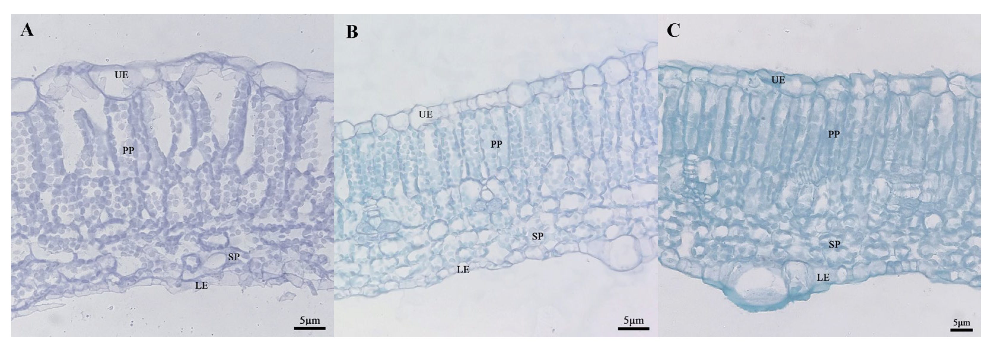 Ijms 25 02491 g005